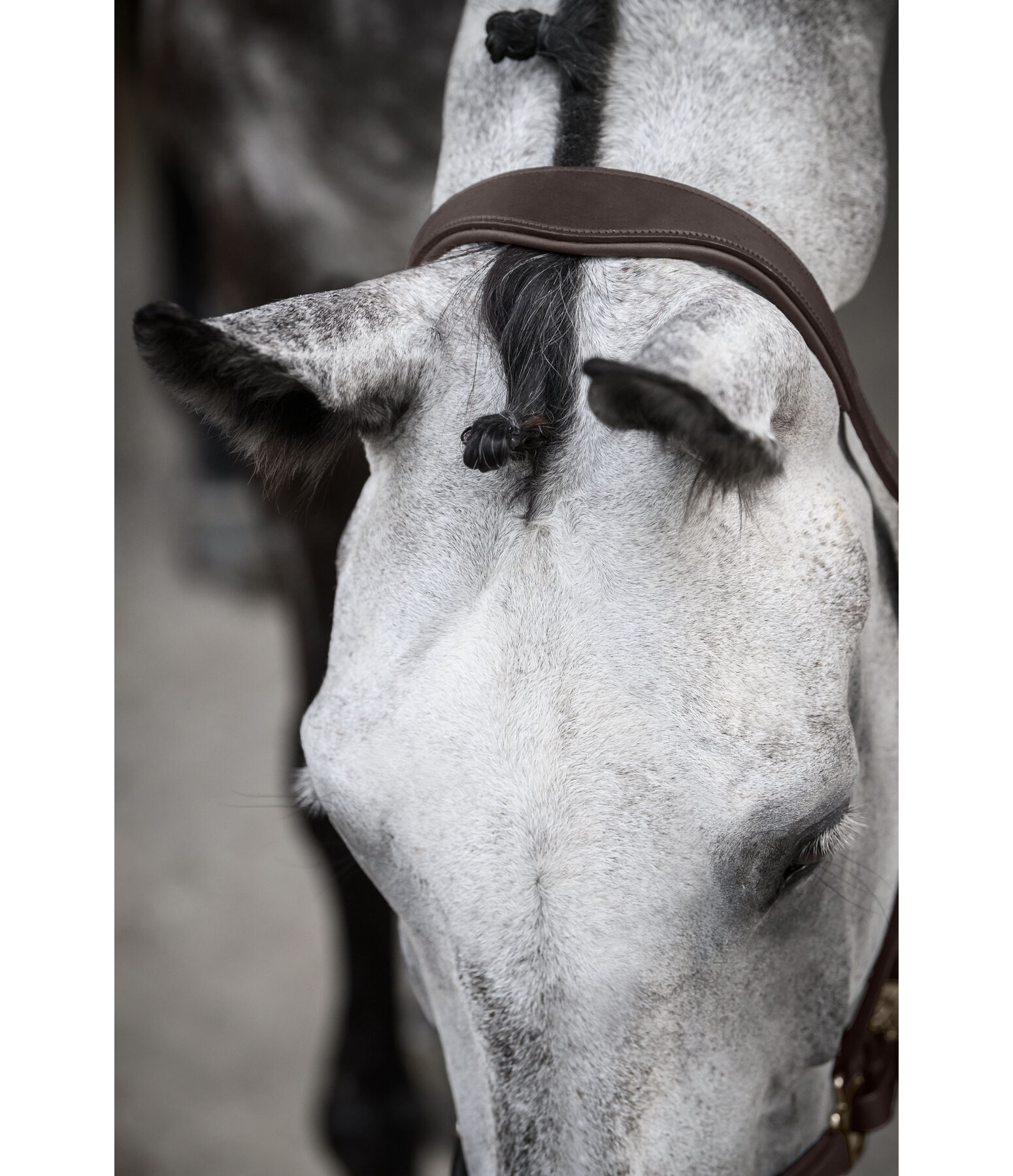 Leather Headcollar Anatomical