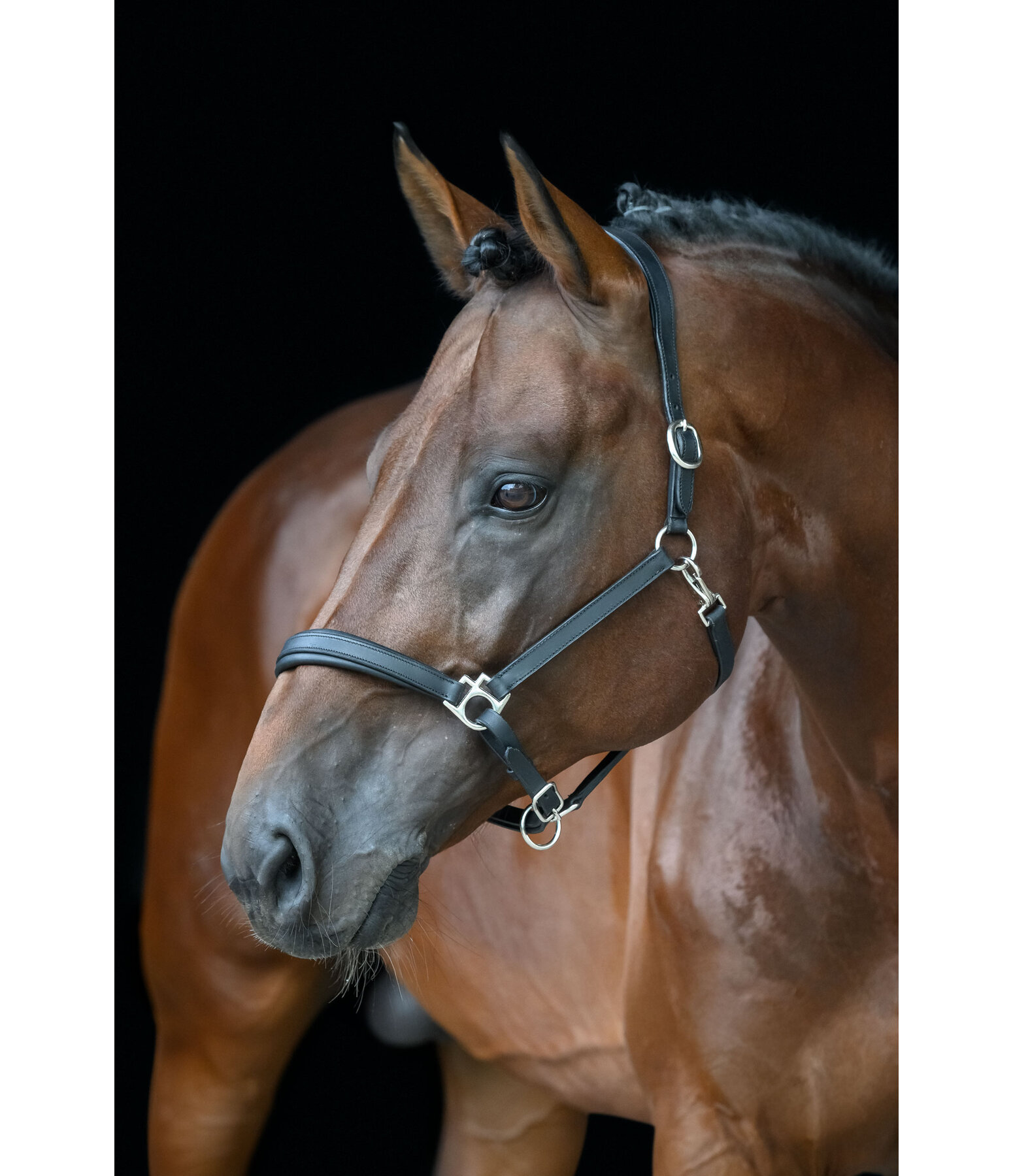 Leather Headcollar Anatomical