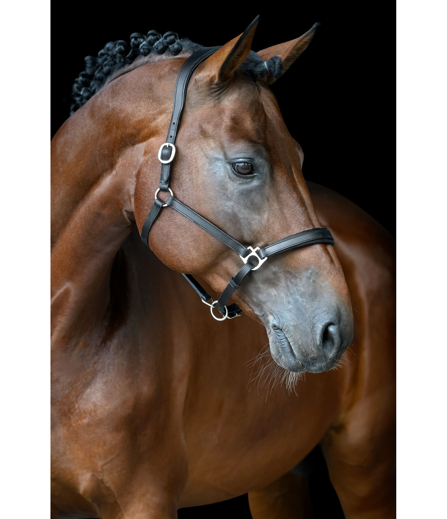 Leather Headcollar Anatomical