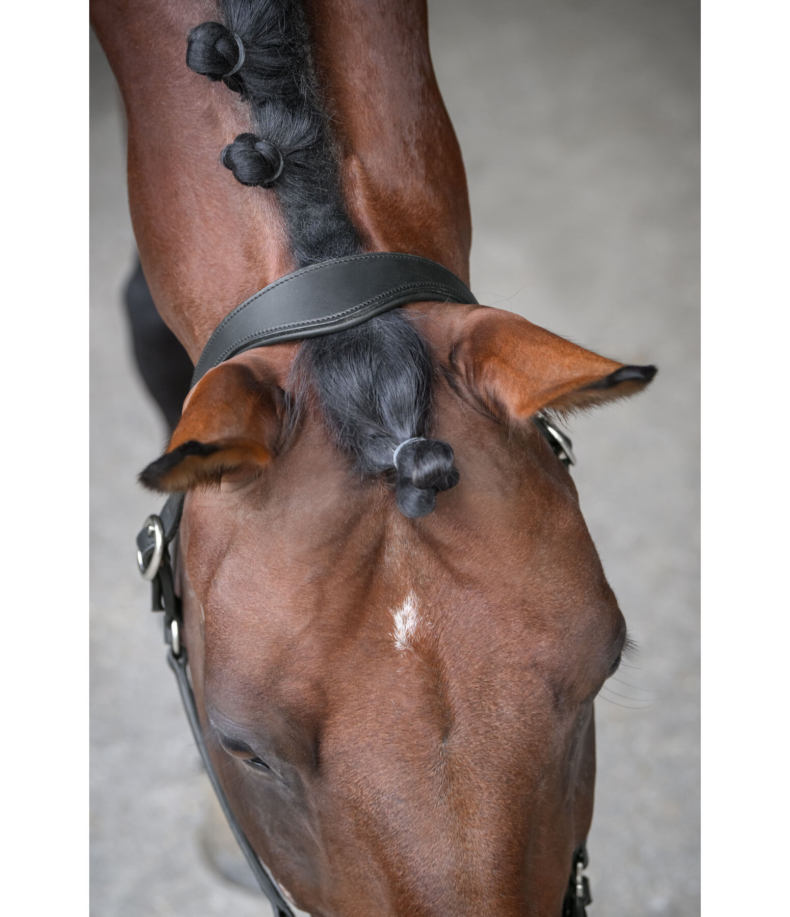 Leather Headcollar Anatomical