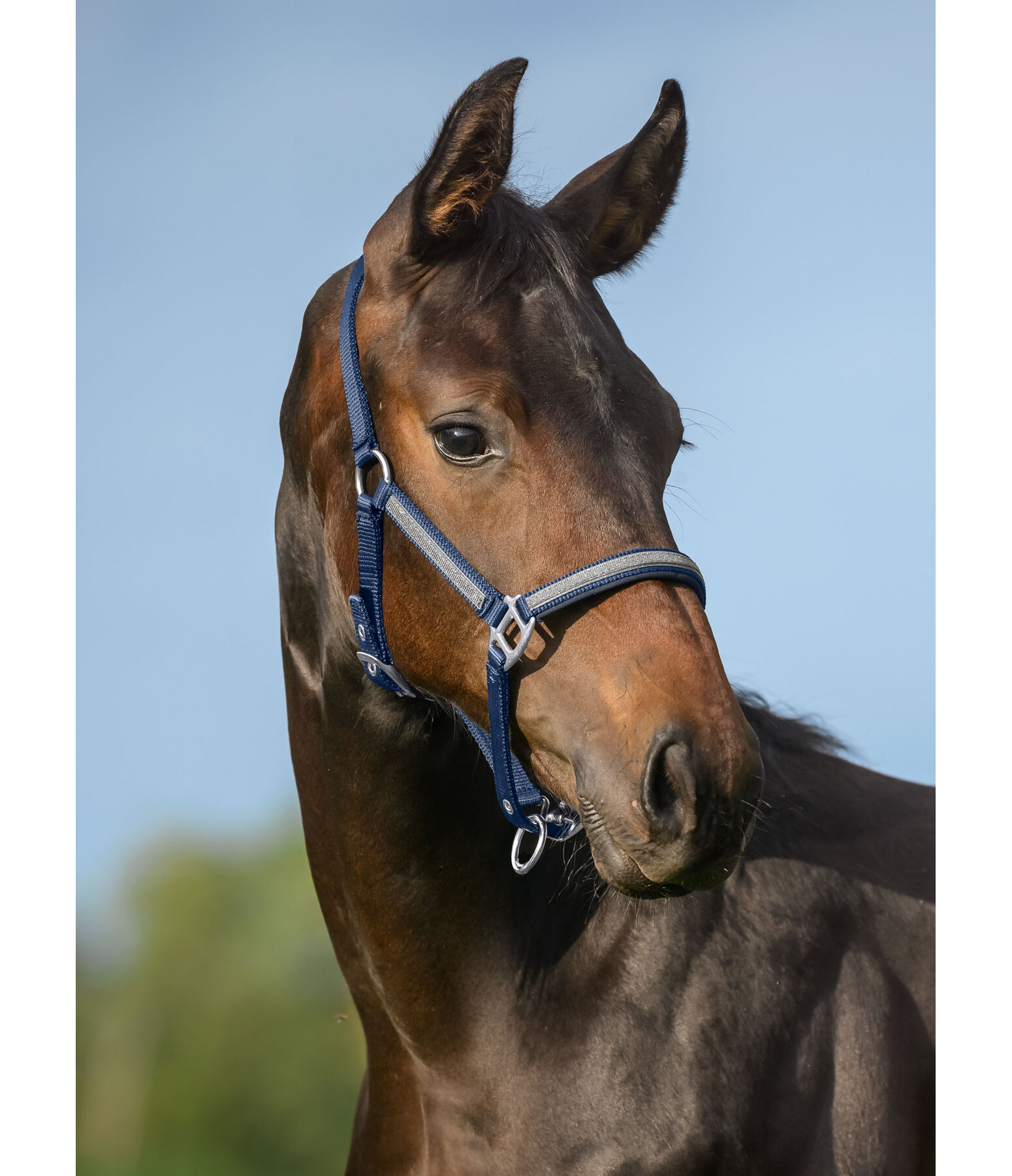 Foal- and Shetland Pony Headcollar Blaire