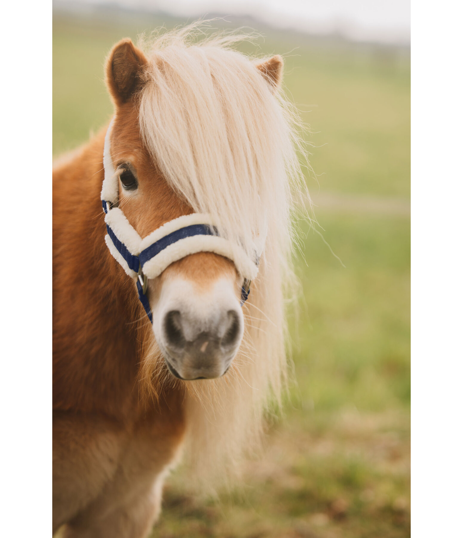 Foal and Shetland Pony Headcollar Shine