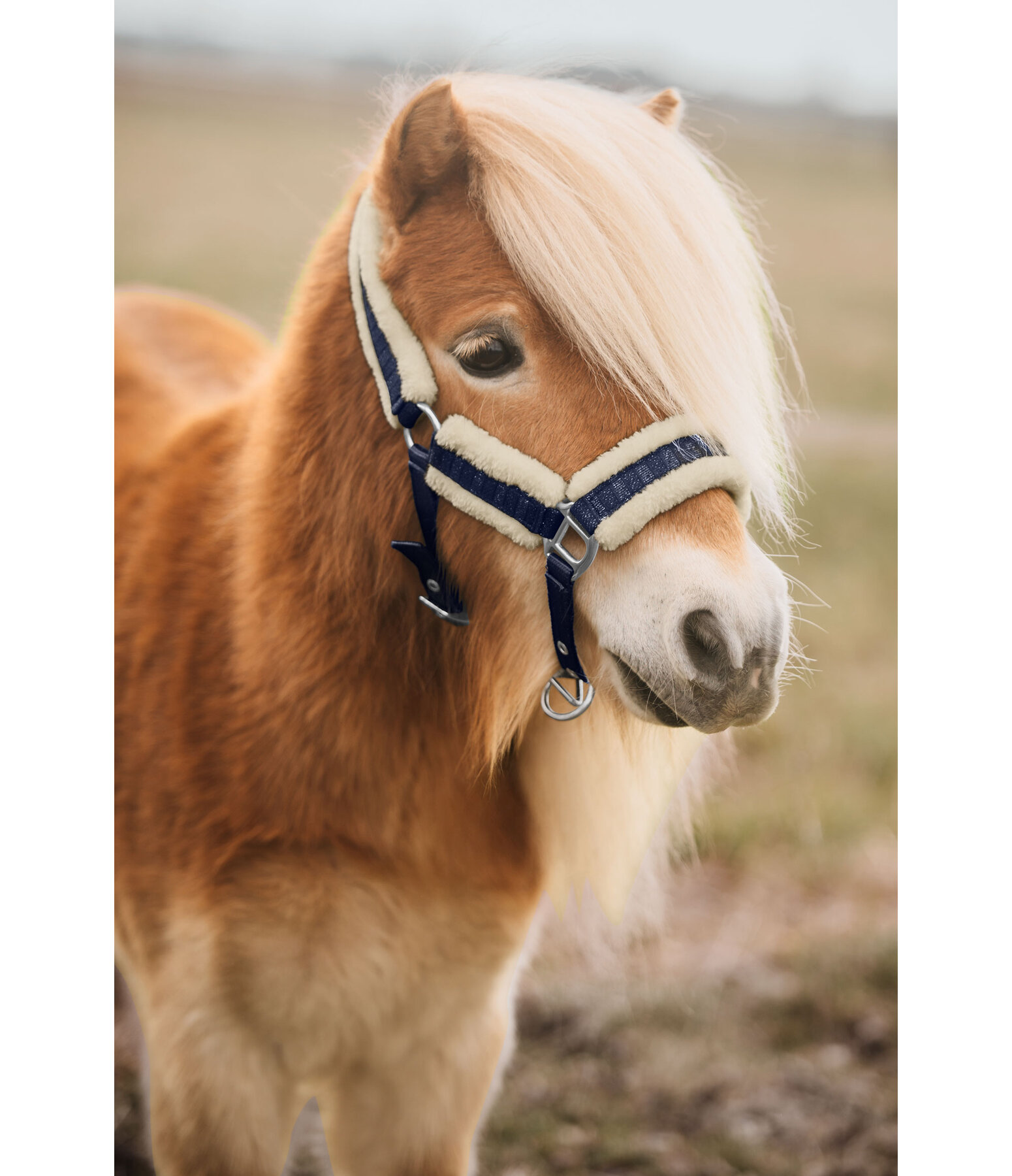 Foal and Shetland Pony Headcollar Shine