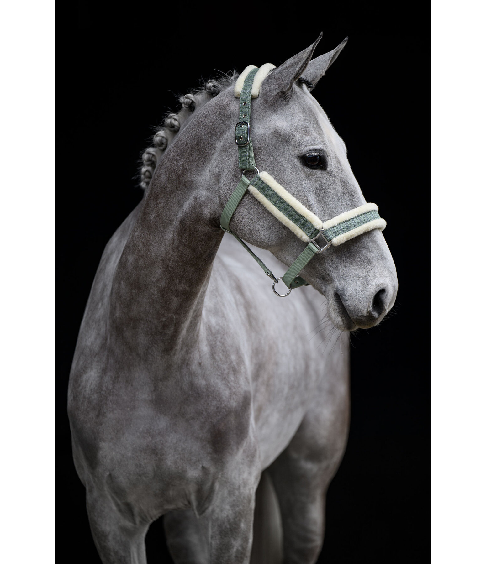 Headcollar Shine