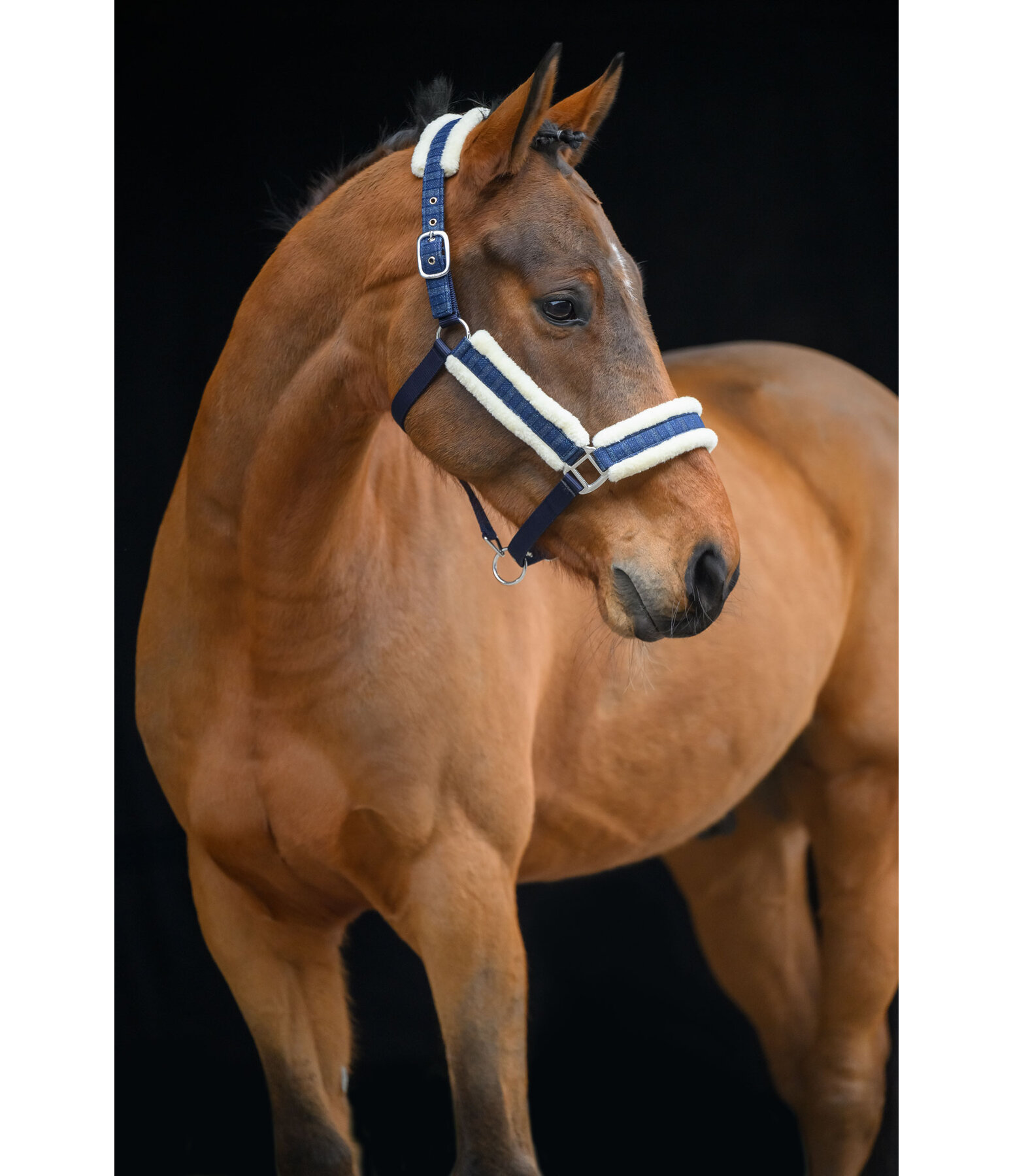Headcollar Shine