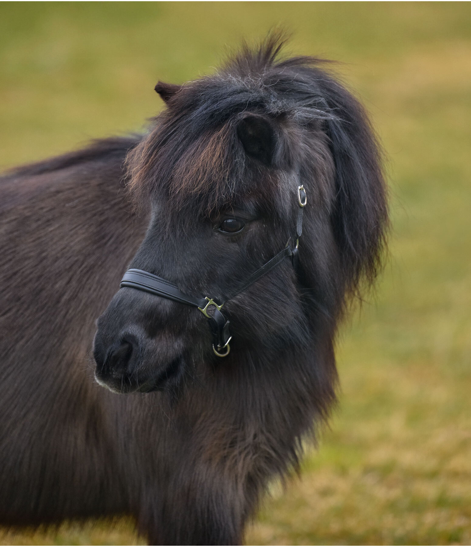 SHOWMASTER Foal and Shetland Pony Headcollar Siri