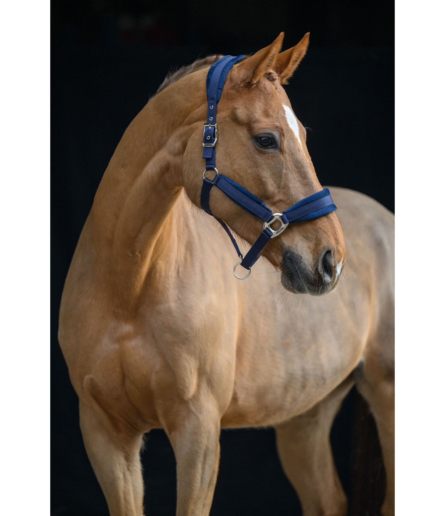 Headcollar Soft Velvet