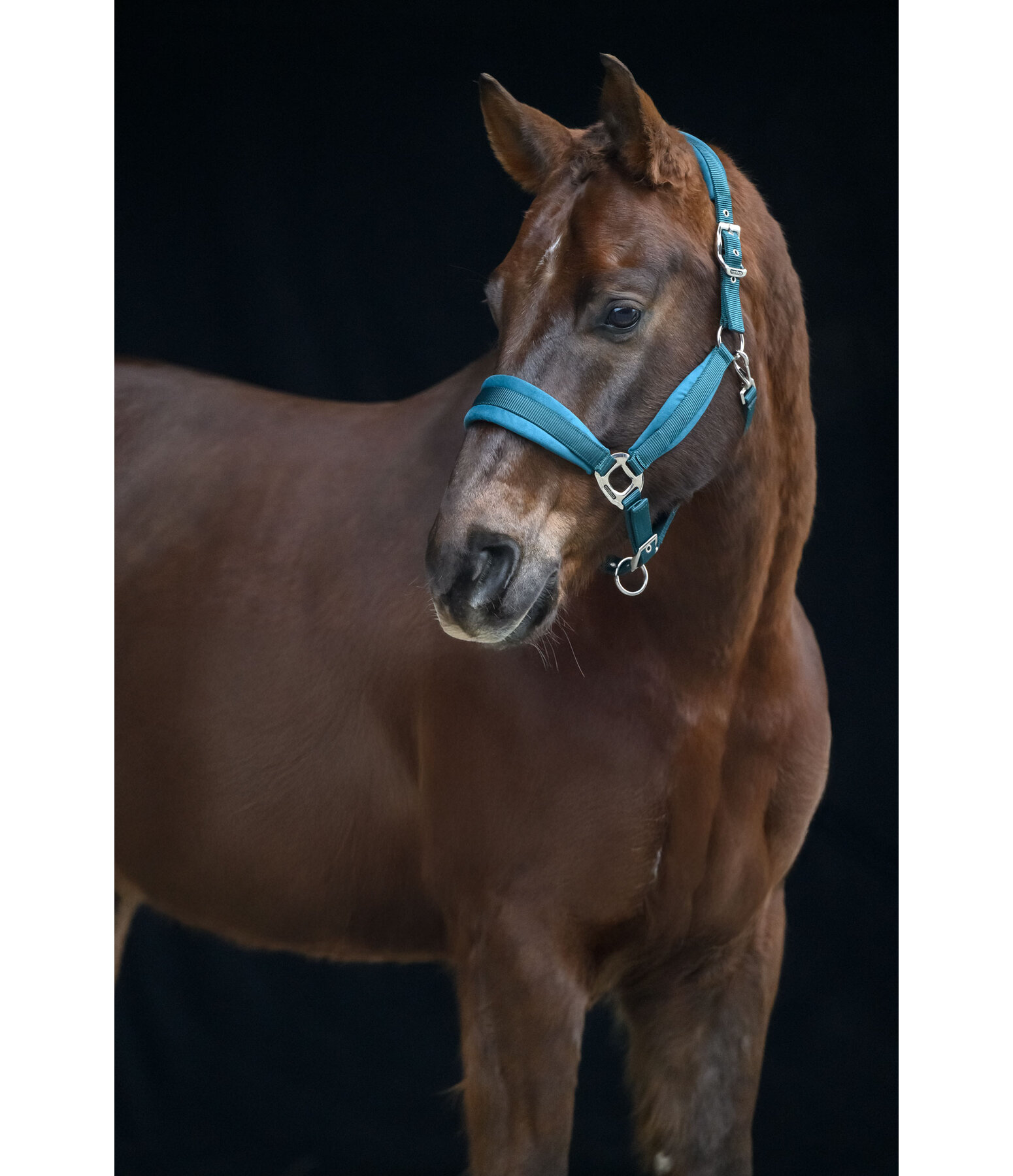 Headcollar Soft Velvet
