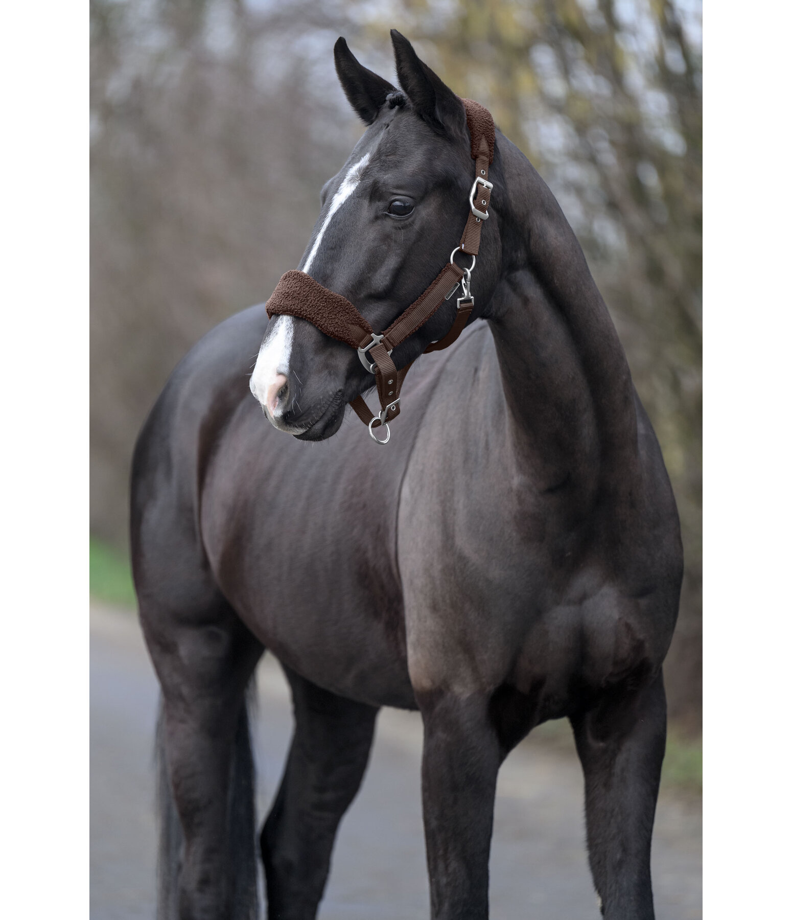 Teddy Fleece Headcollar