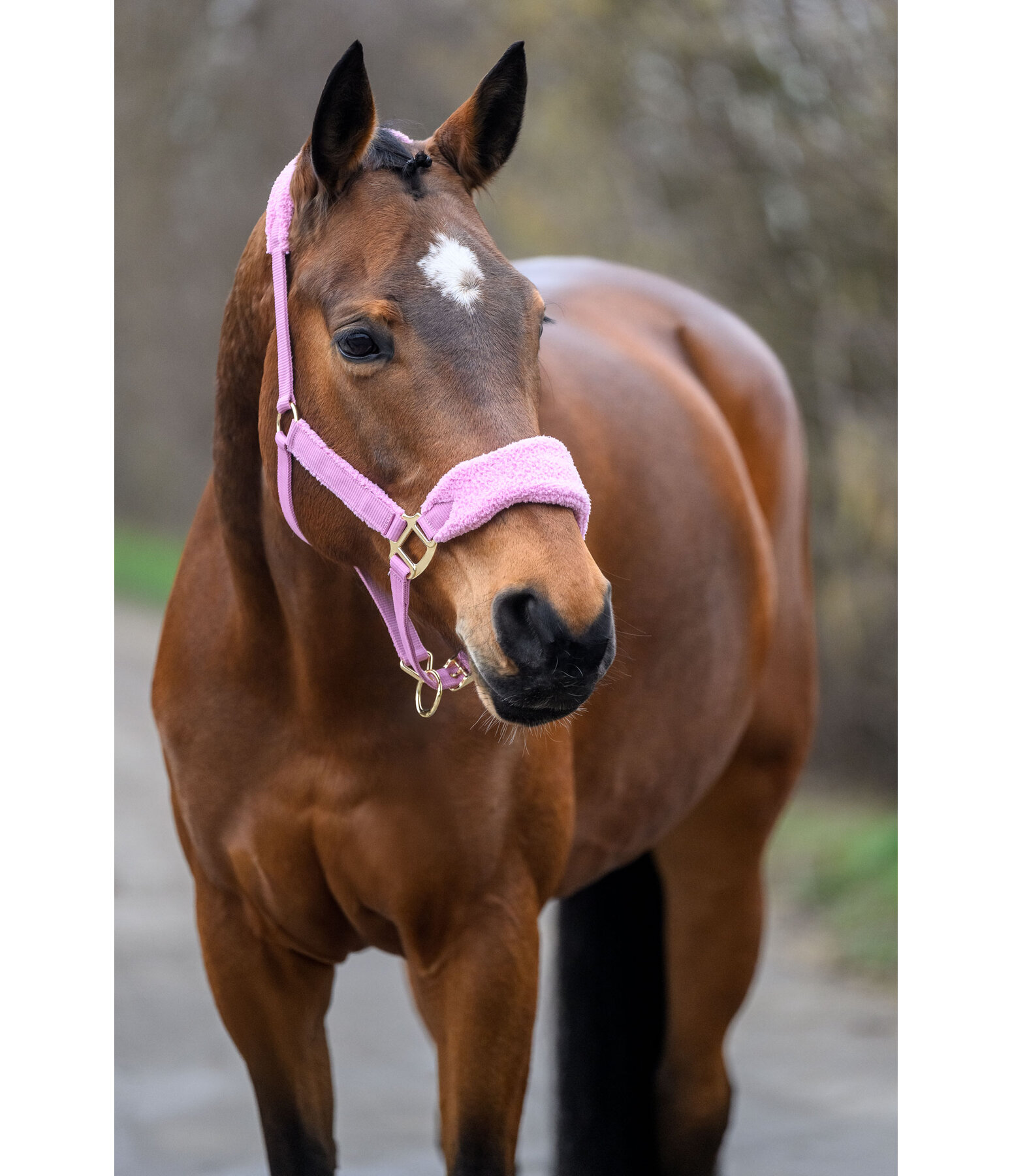 Teddy Fleece Headcollar