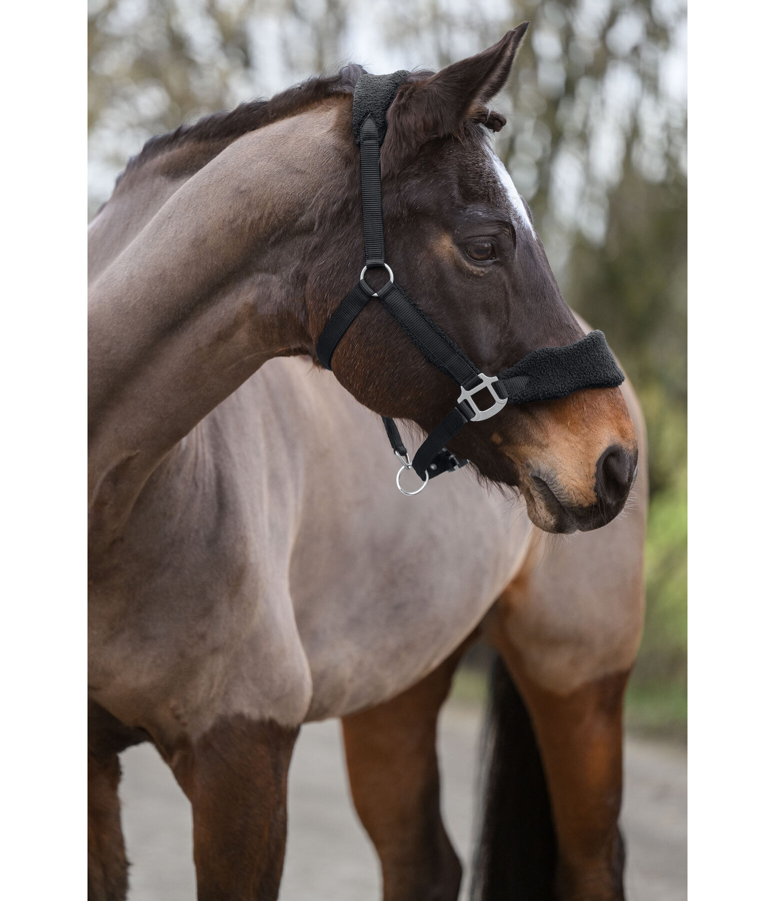 Teddy Fleece Headcollar