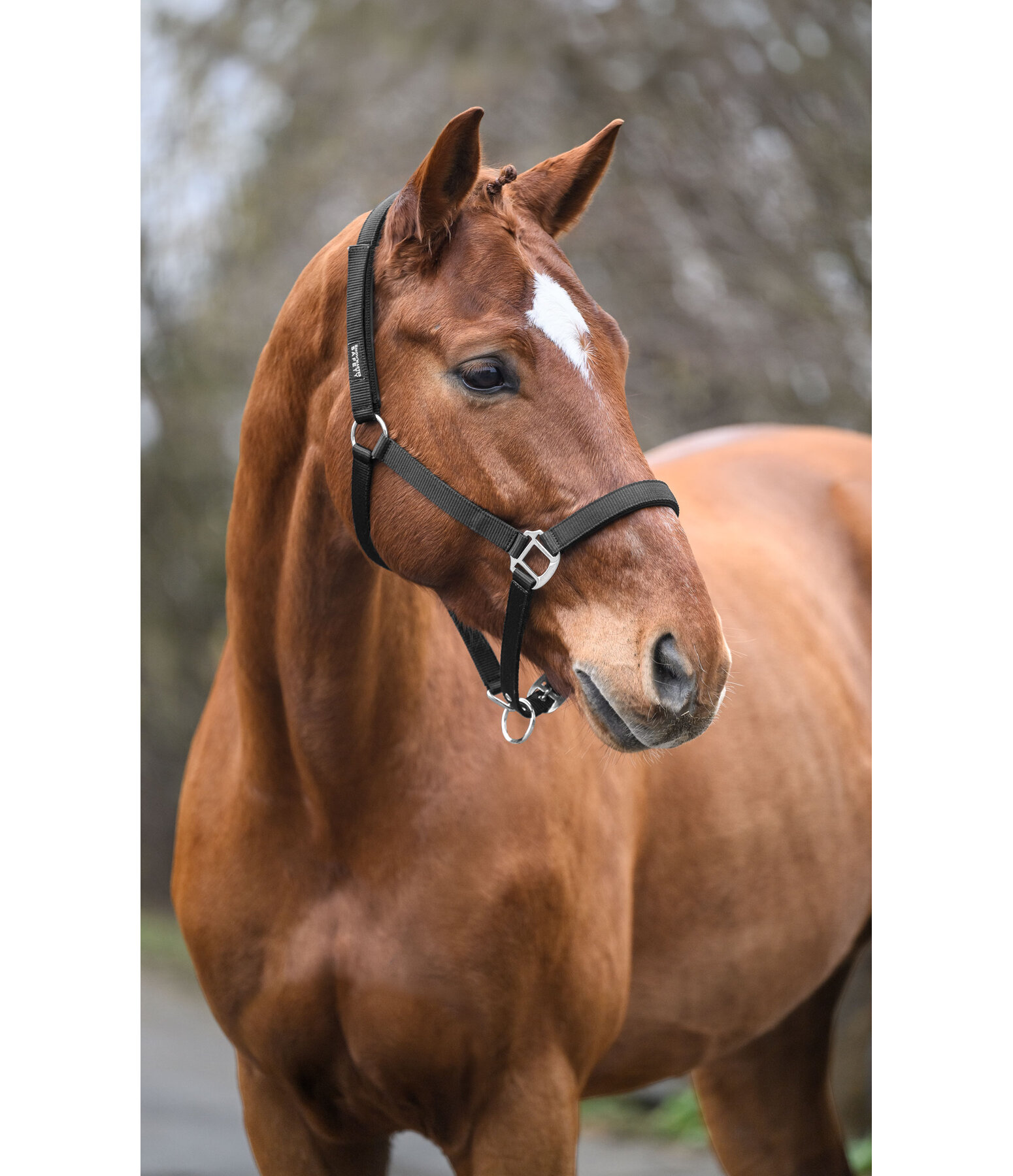 Safety Headcollar