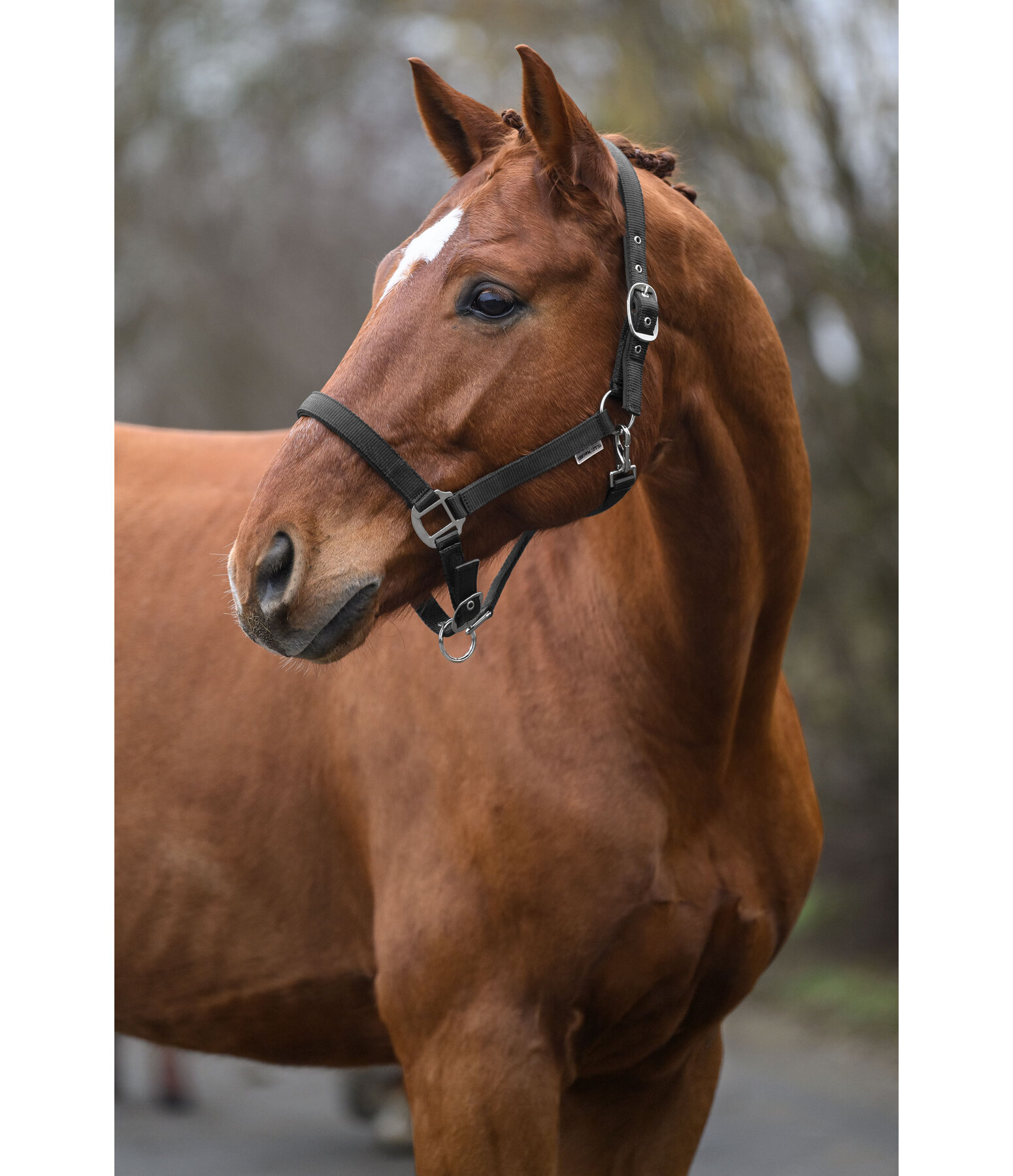Safety Headcollar