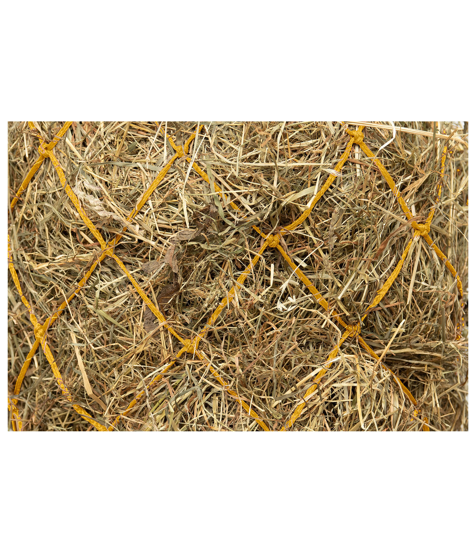 Haynet