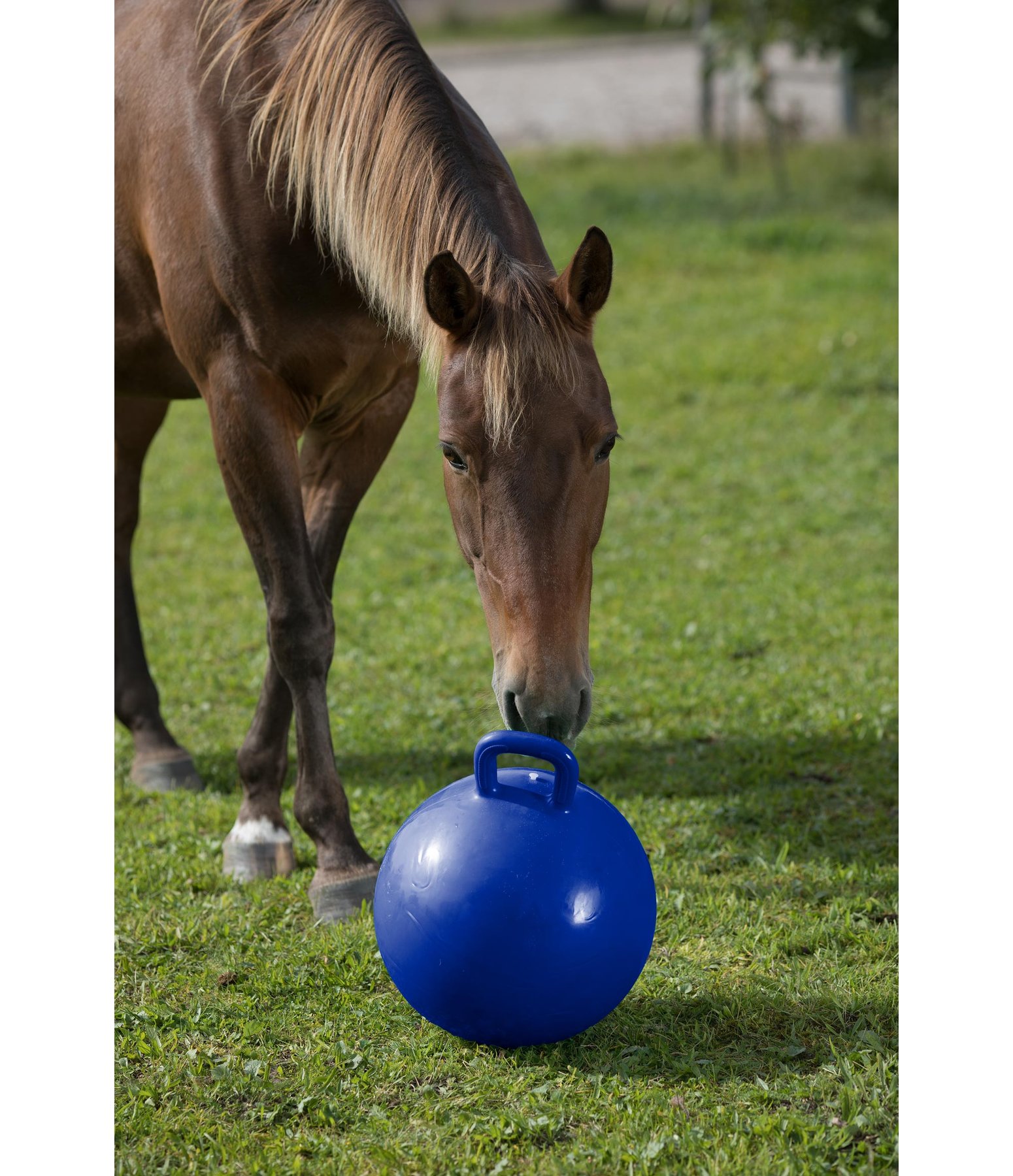 Horse Play Ball Combating Boredom Kramer Equestrian