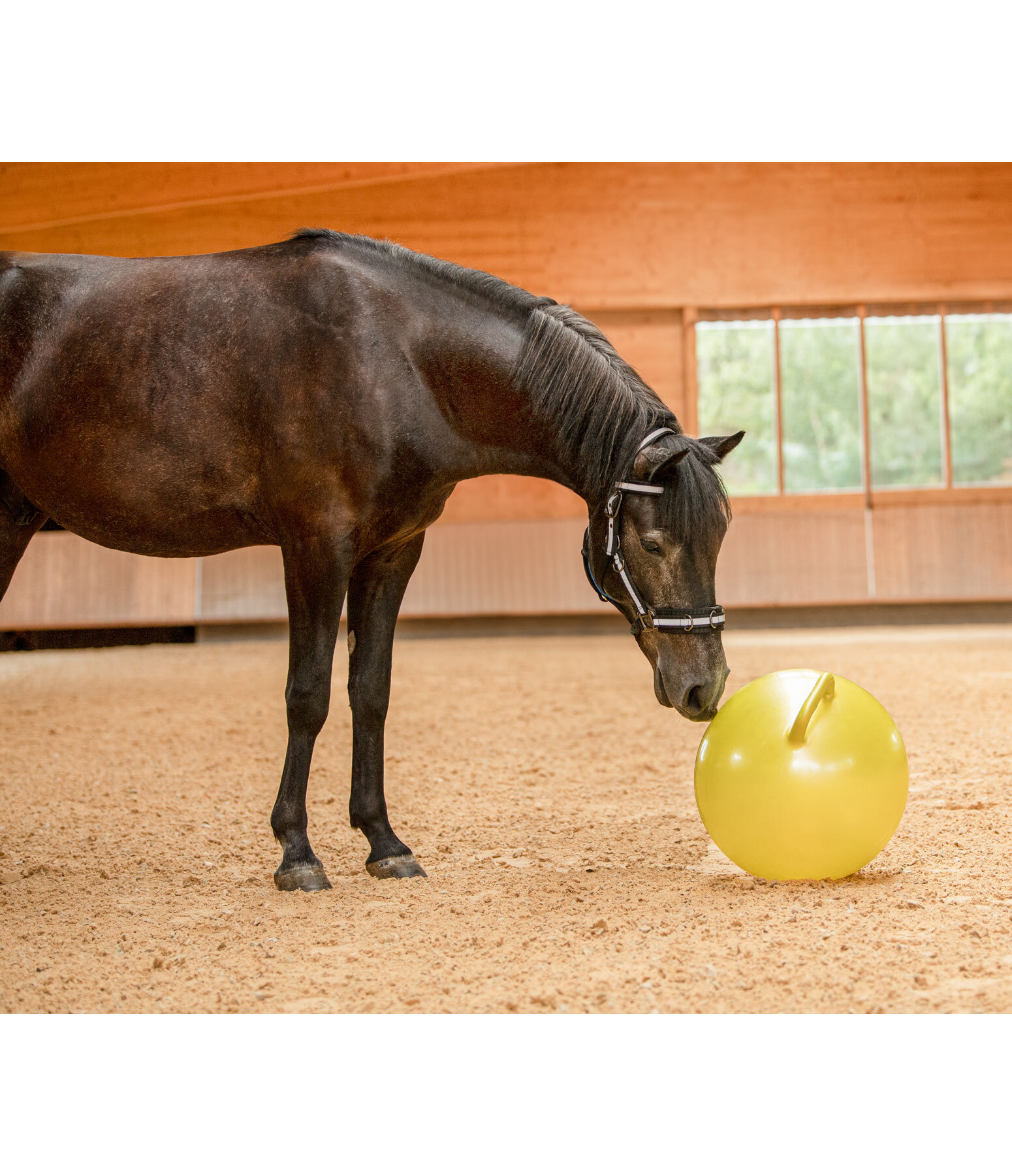 Horse play deals ball