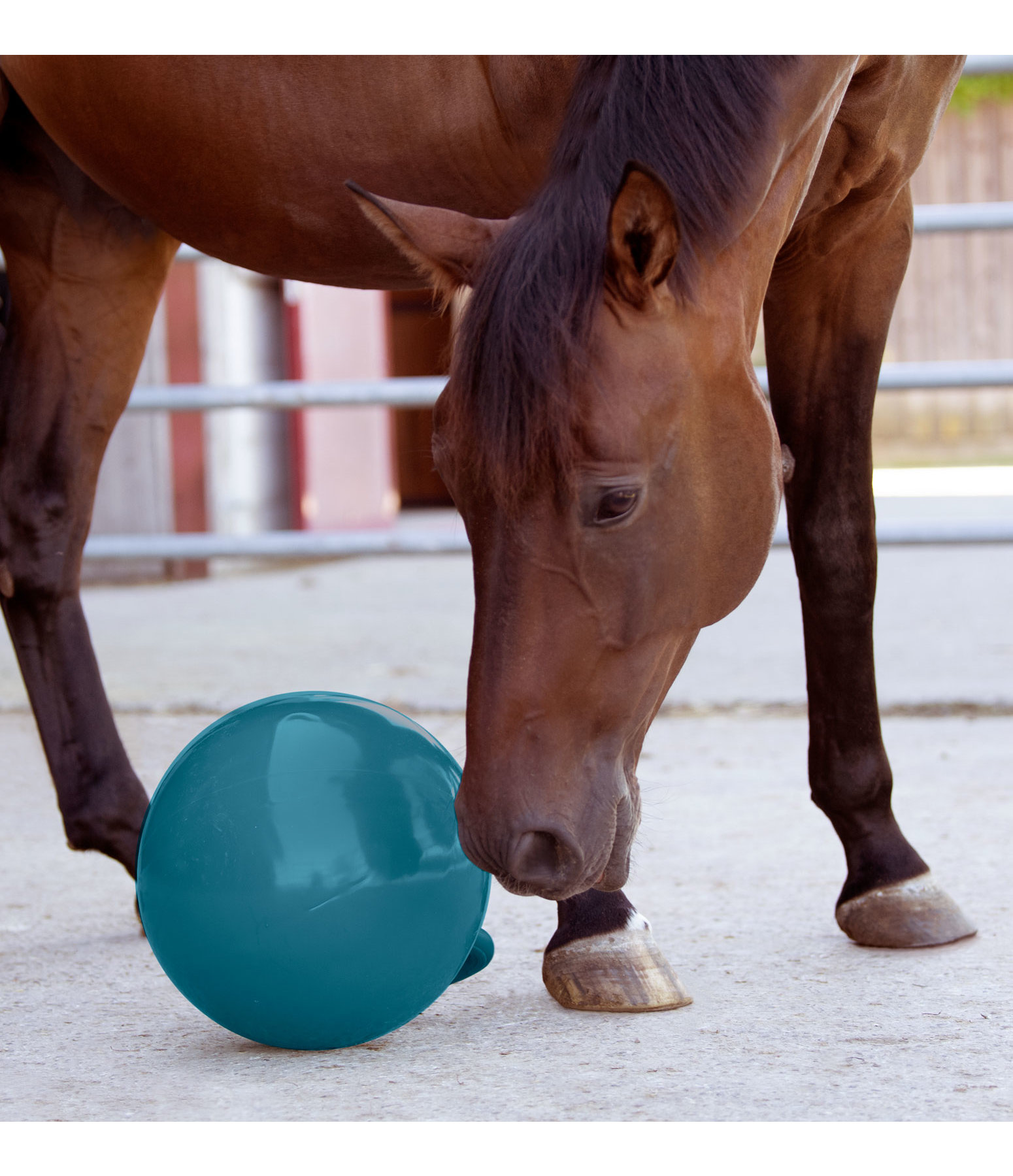 Horse Play Ball