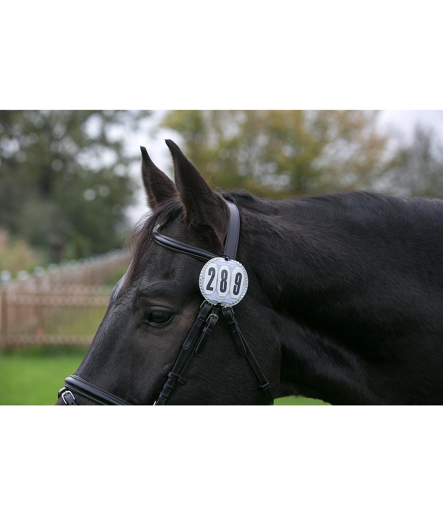 Bridle Number Crystal