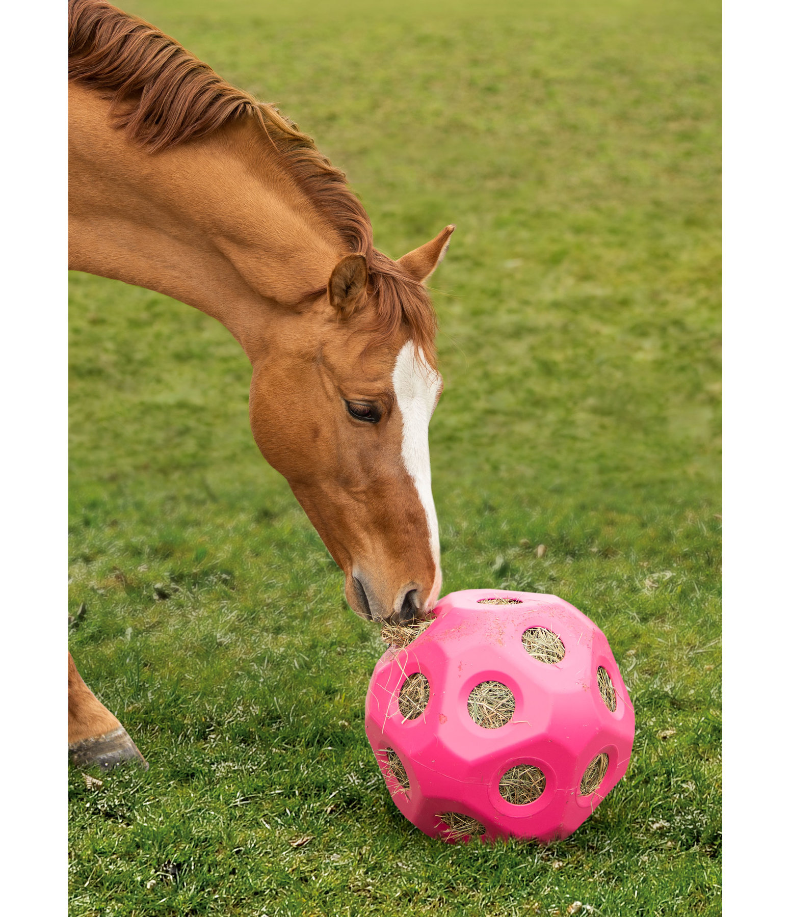 Hay Feed Ball Joker