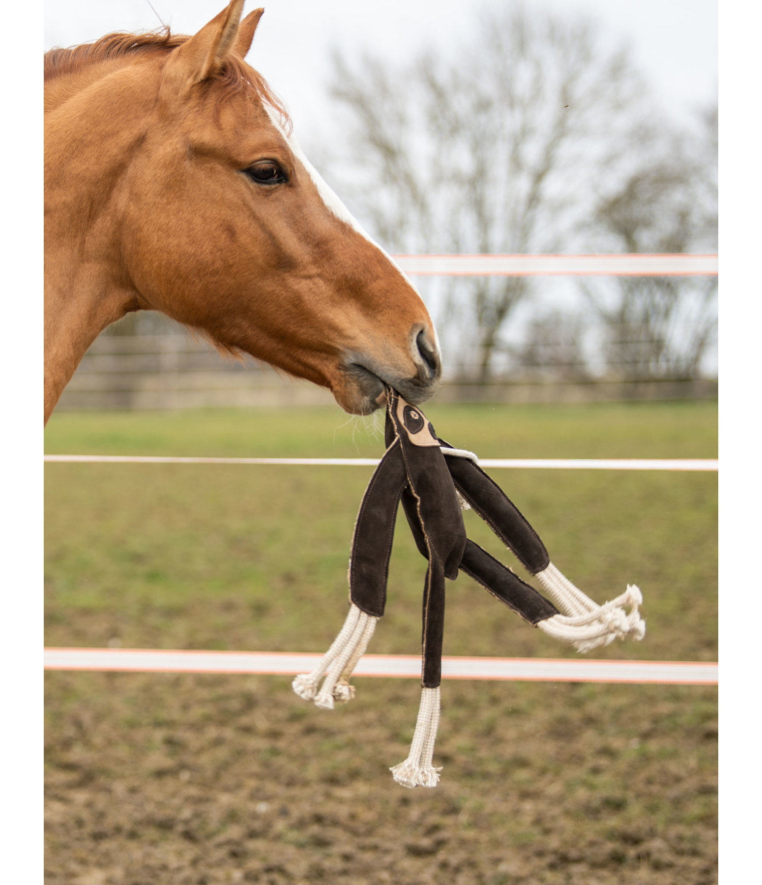 Horse Toy Sloth