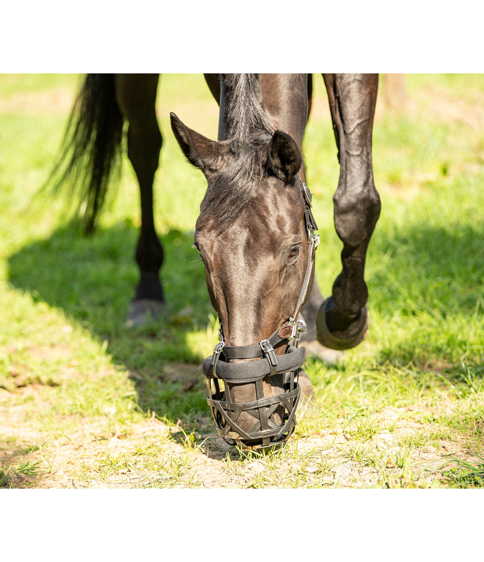 Grazing Muzzle Gently