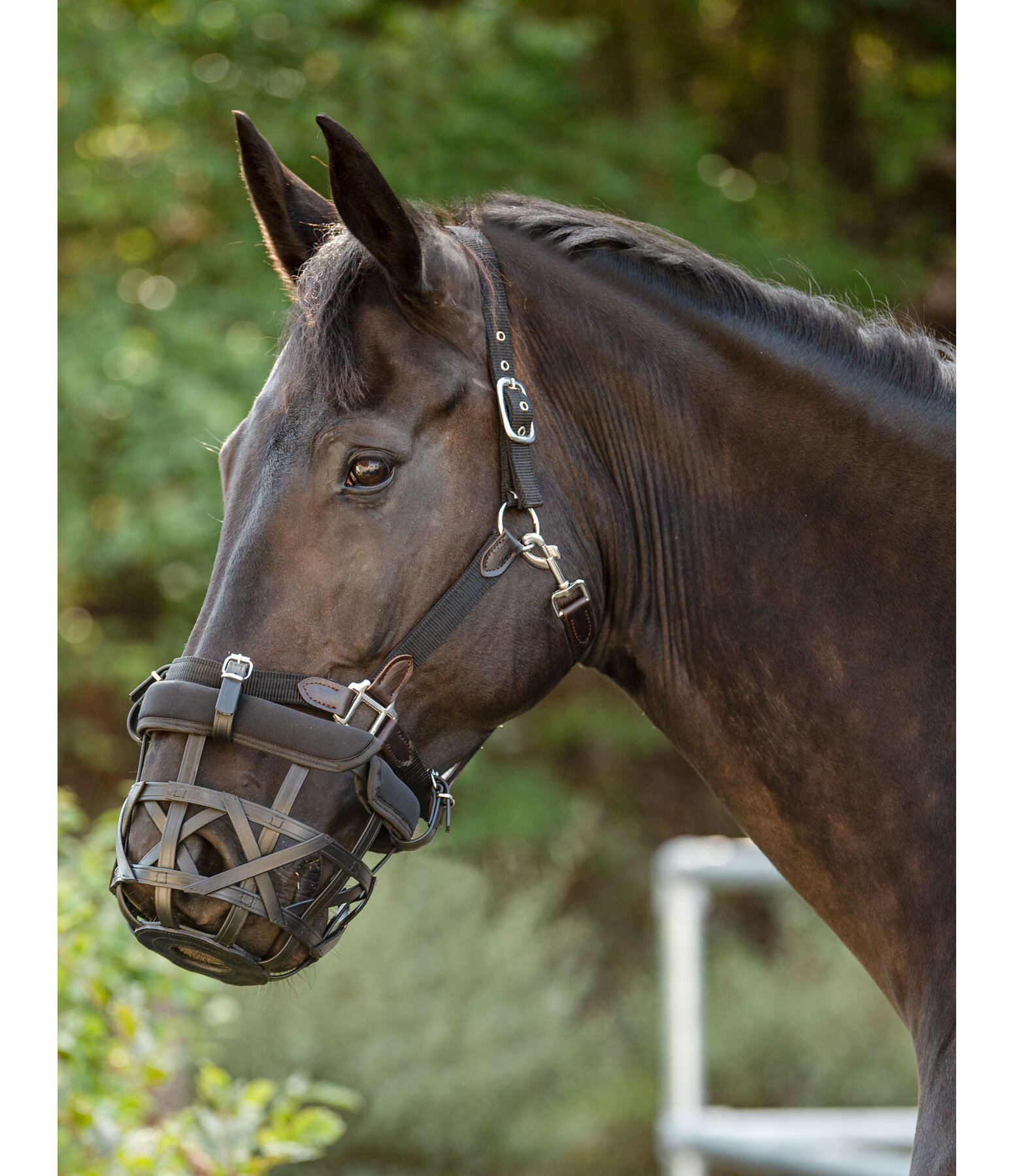 Grazing Muzzle Gently