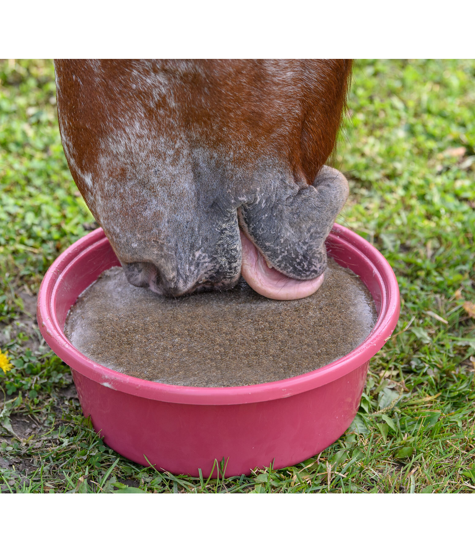 Mineral Lick Bowl Daily