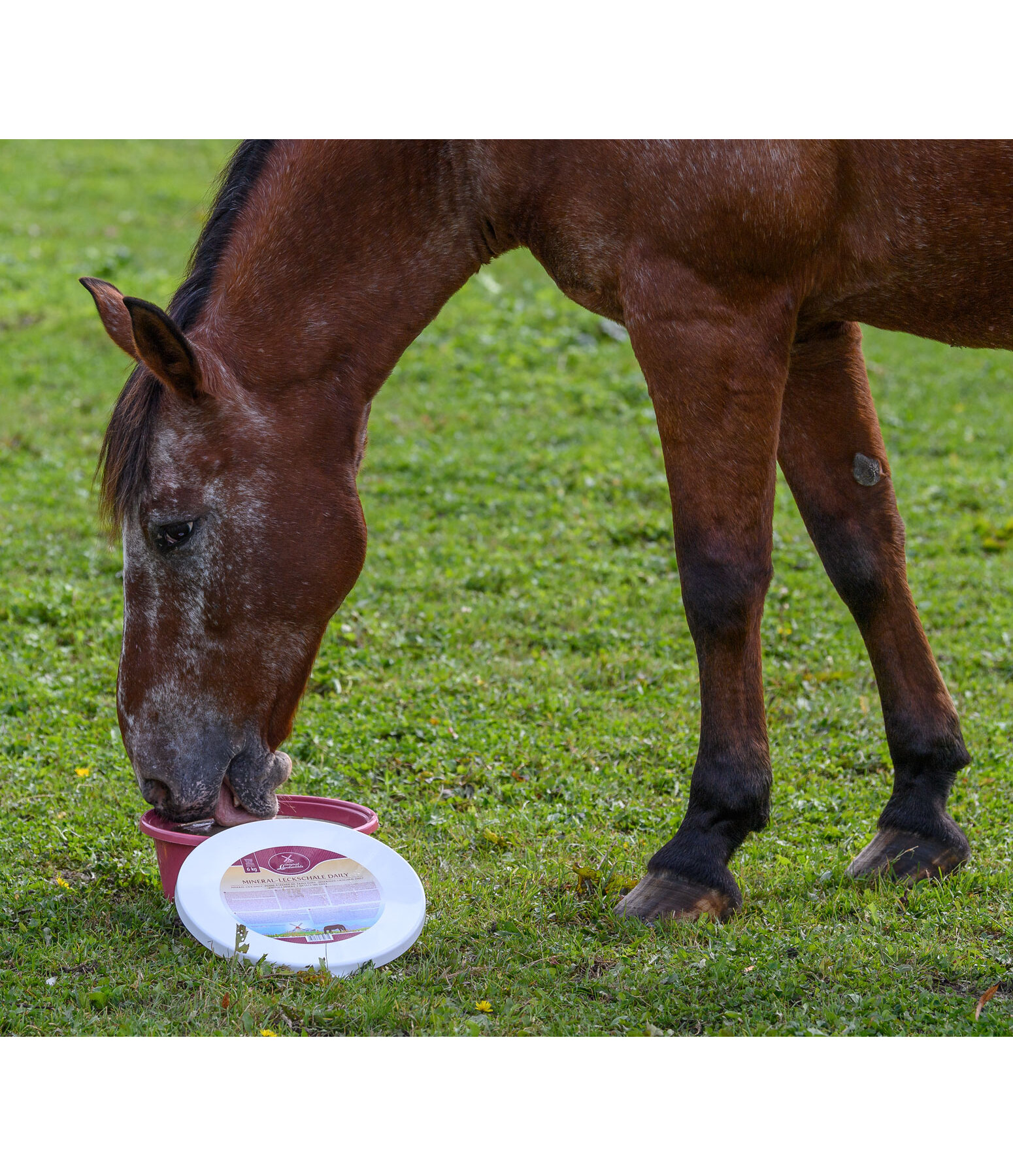 Mineral Lick Bowl Daily