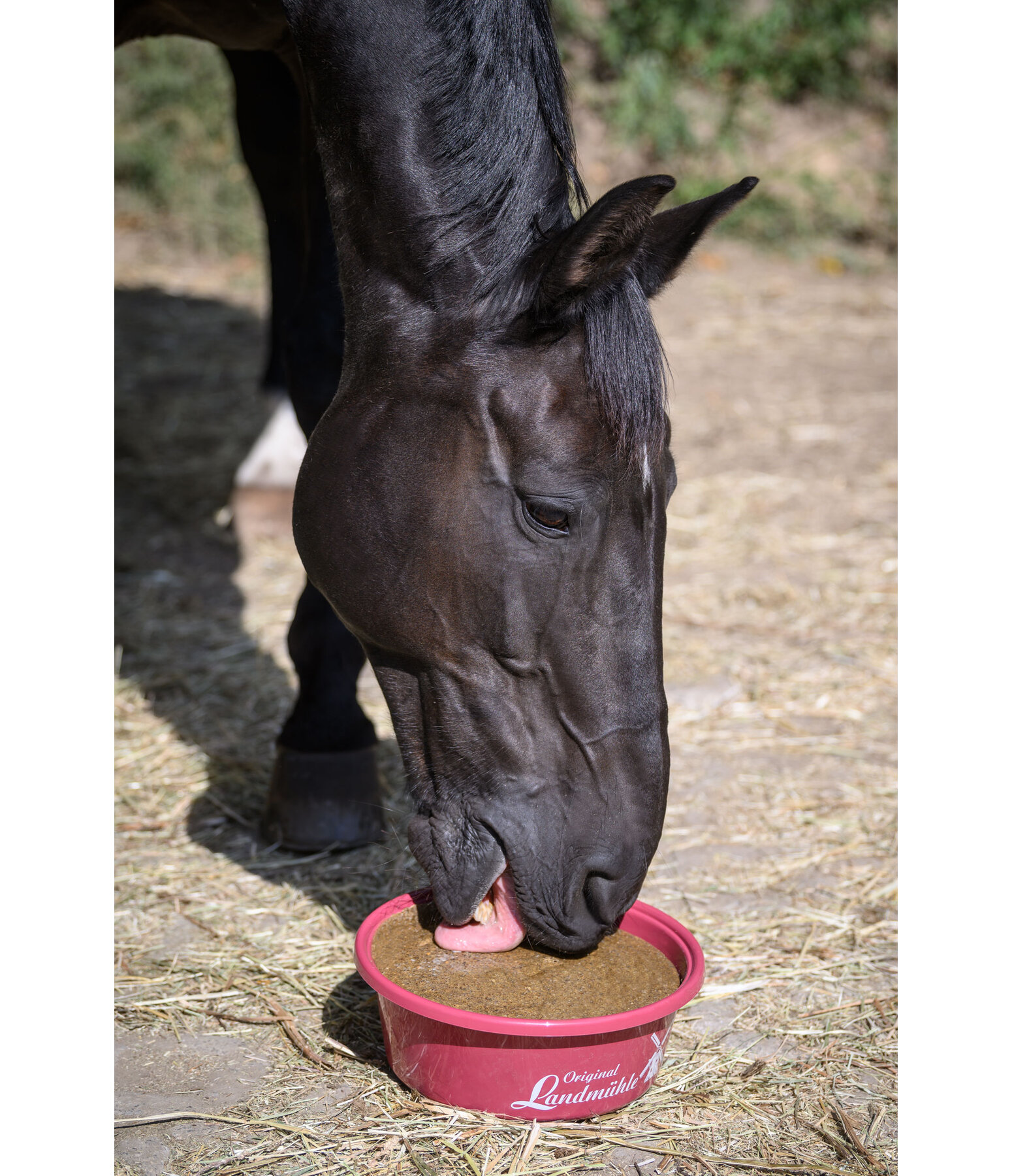 Mineral Lick Bowl Daily