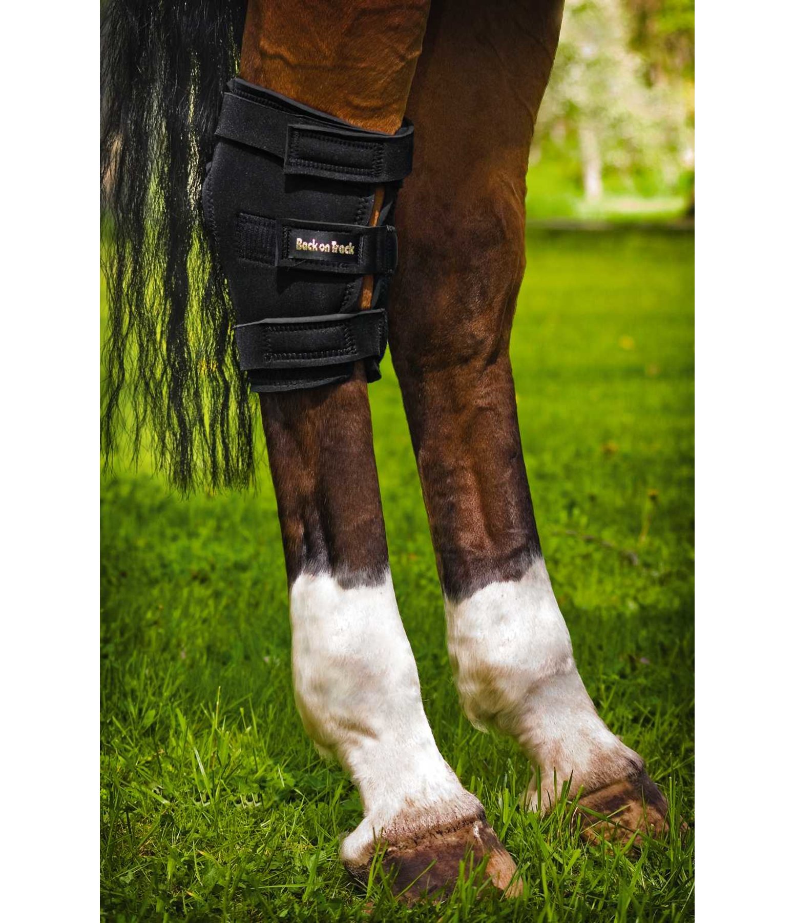 Hock Boot Back on Track for Horses Kramer Equestrian