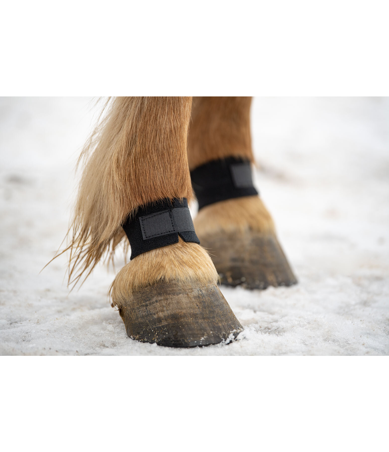 Fetlock Guards