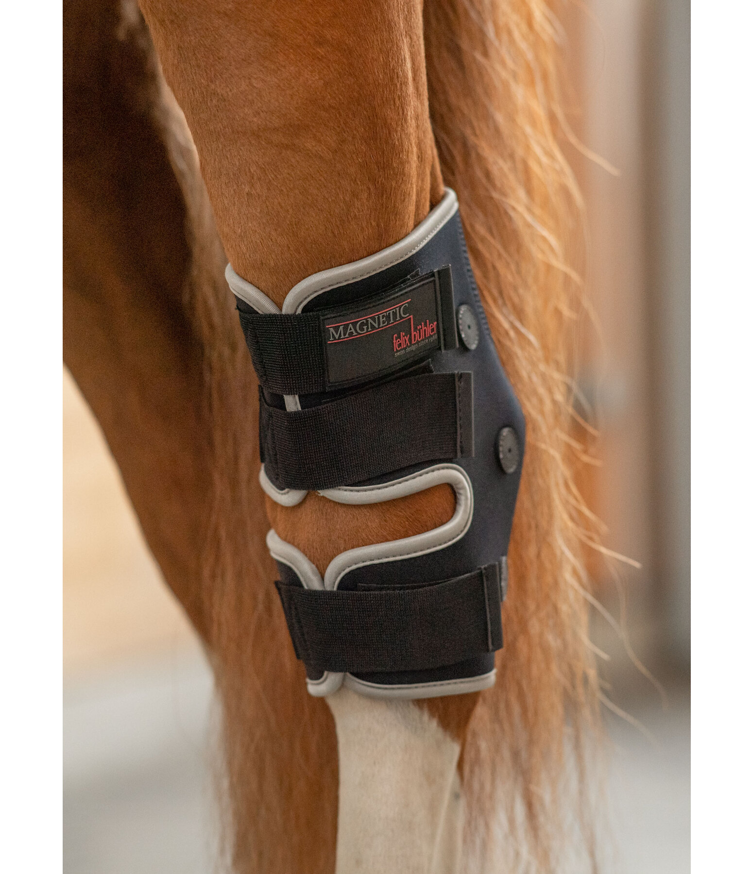 Hock boots discount for horses