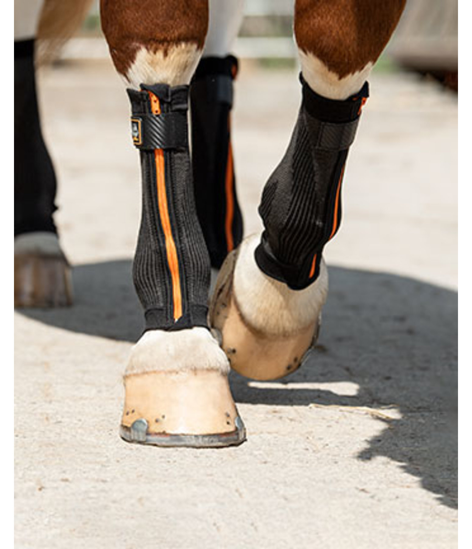 Compression Bandages Ceramic Rehab, Front Legs