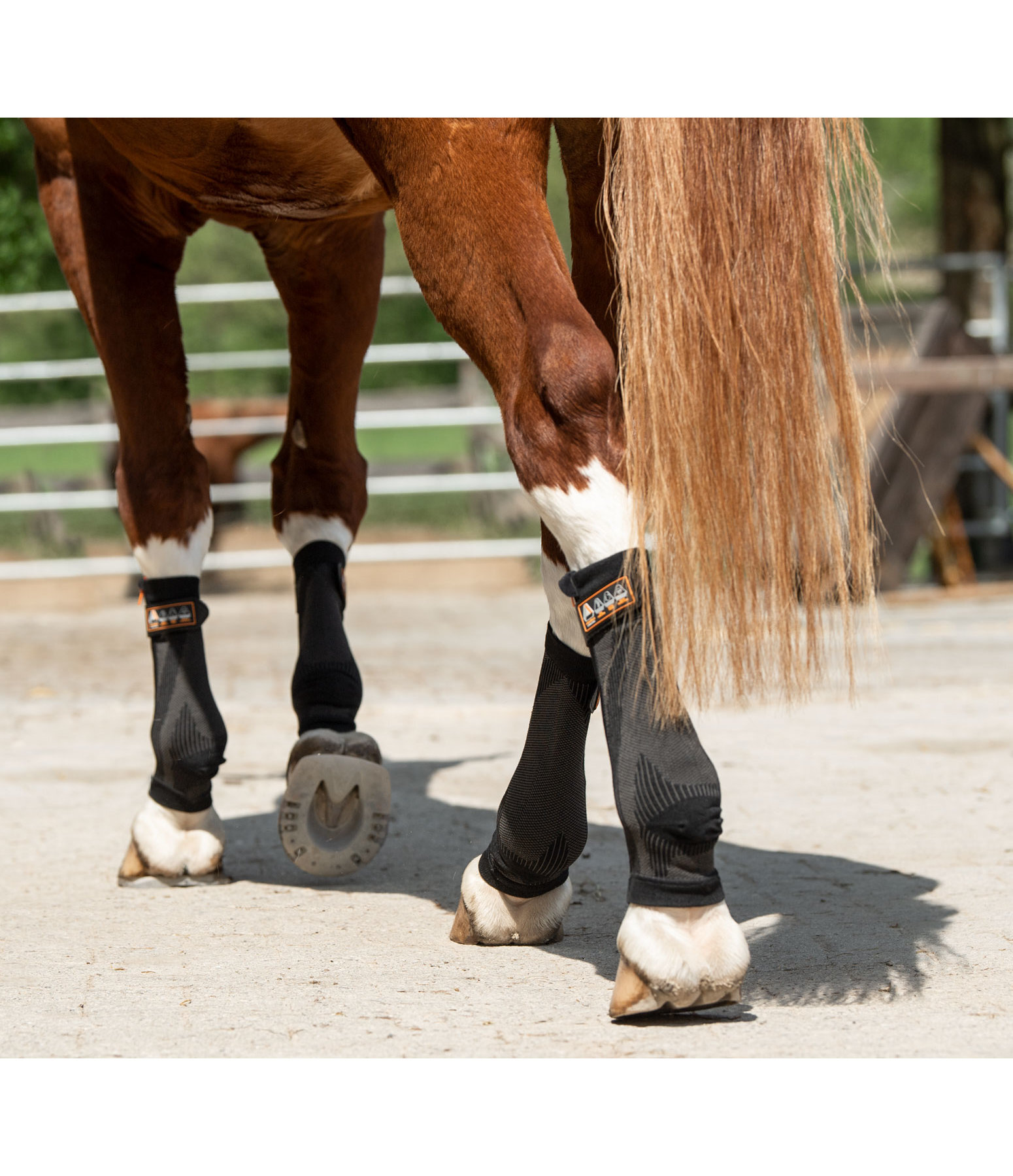 Compression Bandages Ceramic Rehab hind legs