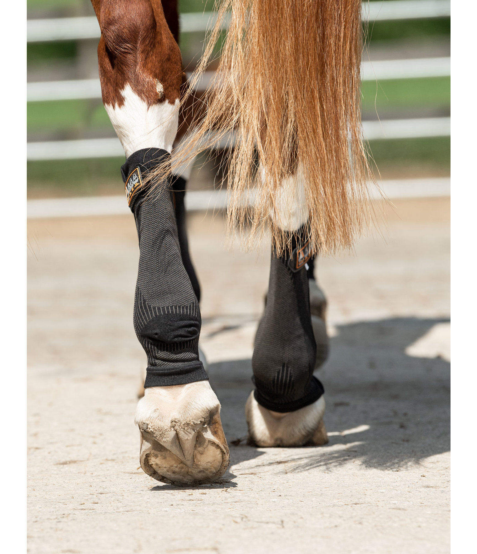 Compression Bandages Ceramic Rehab hind legs