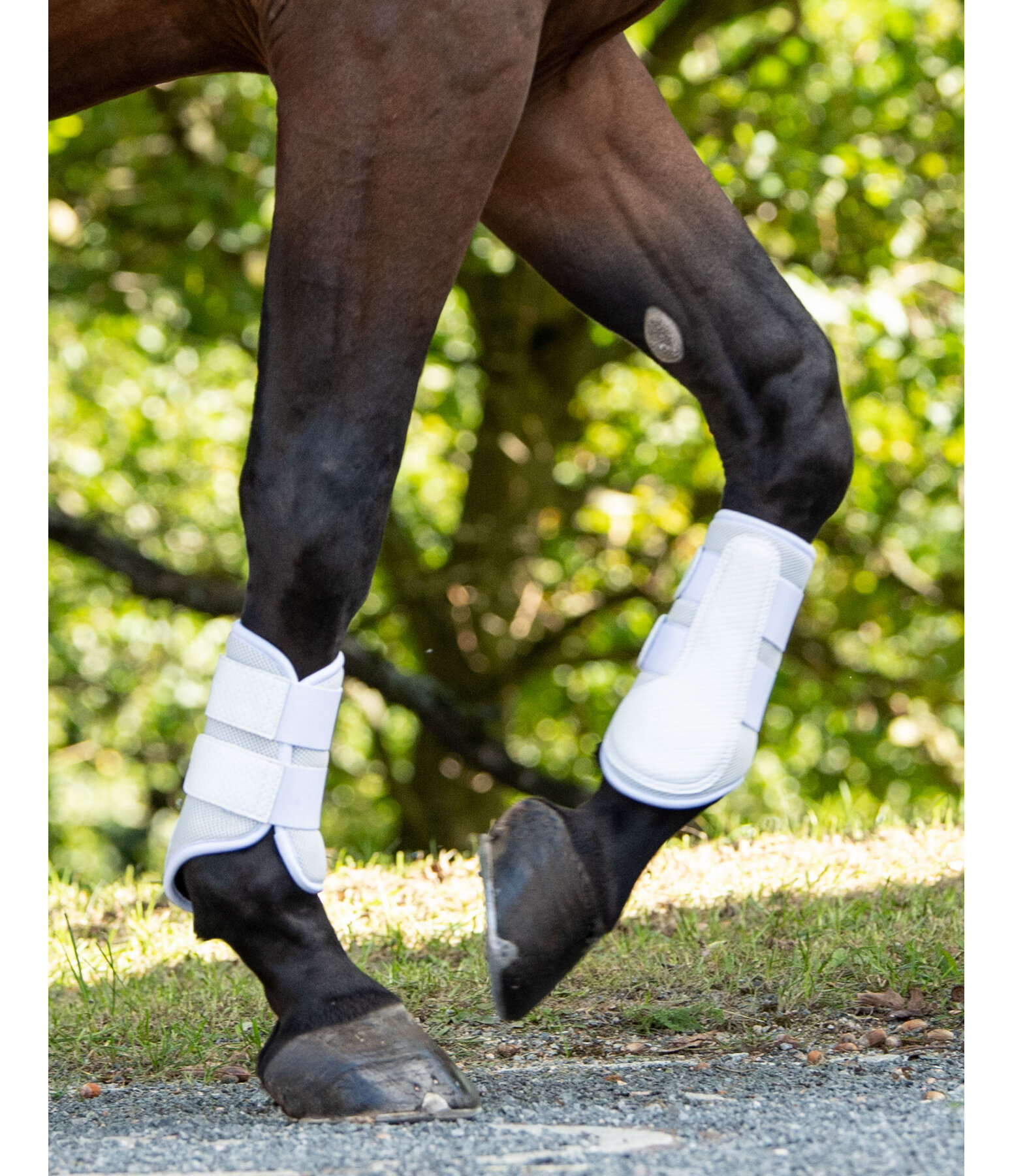 Brushing Boots Distance, front legs