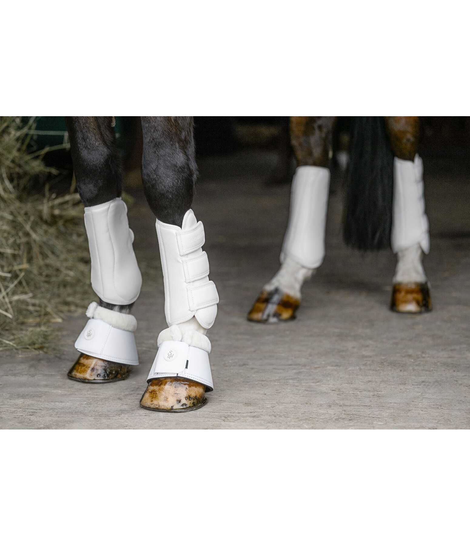 Dressage Boots All Day, Front Legs