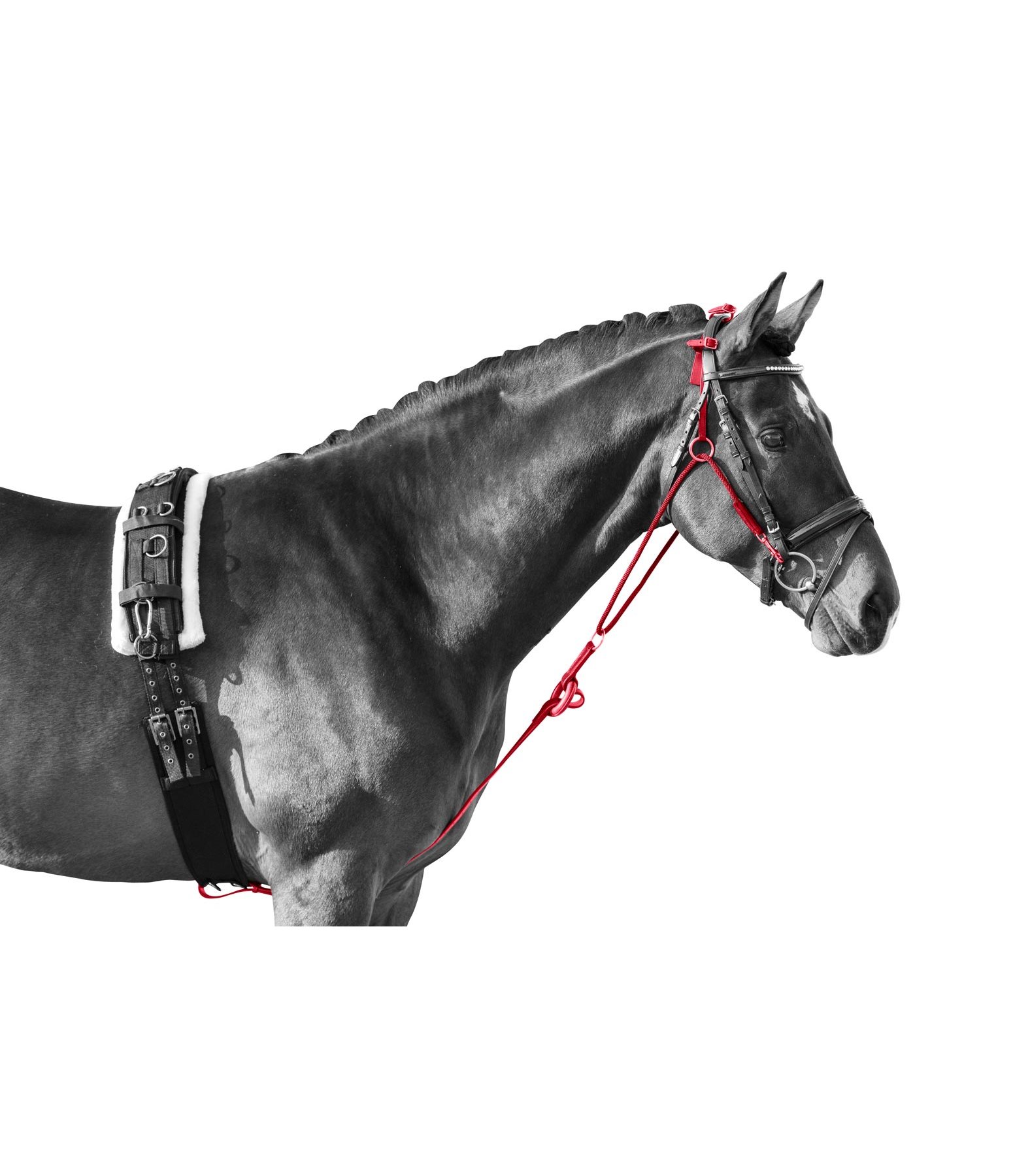 Chambon Lungeing & Schooling Aids Kramer Equestrian