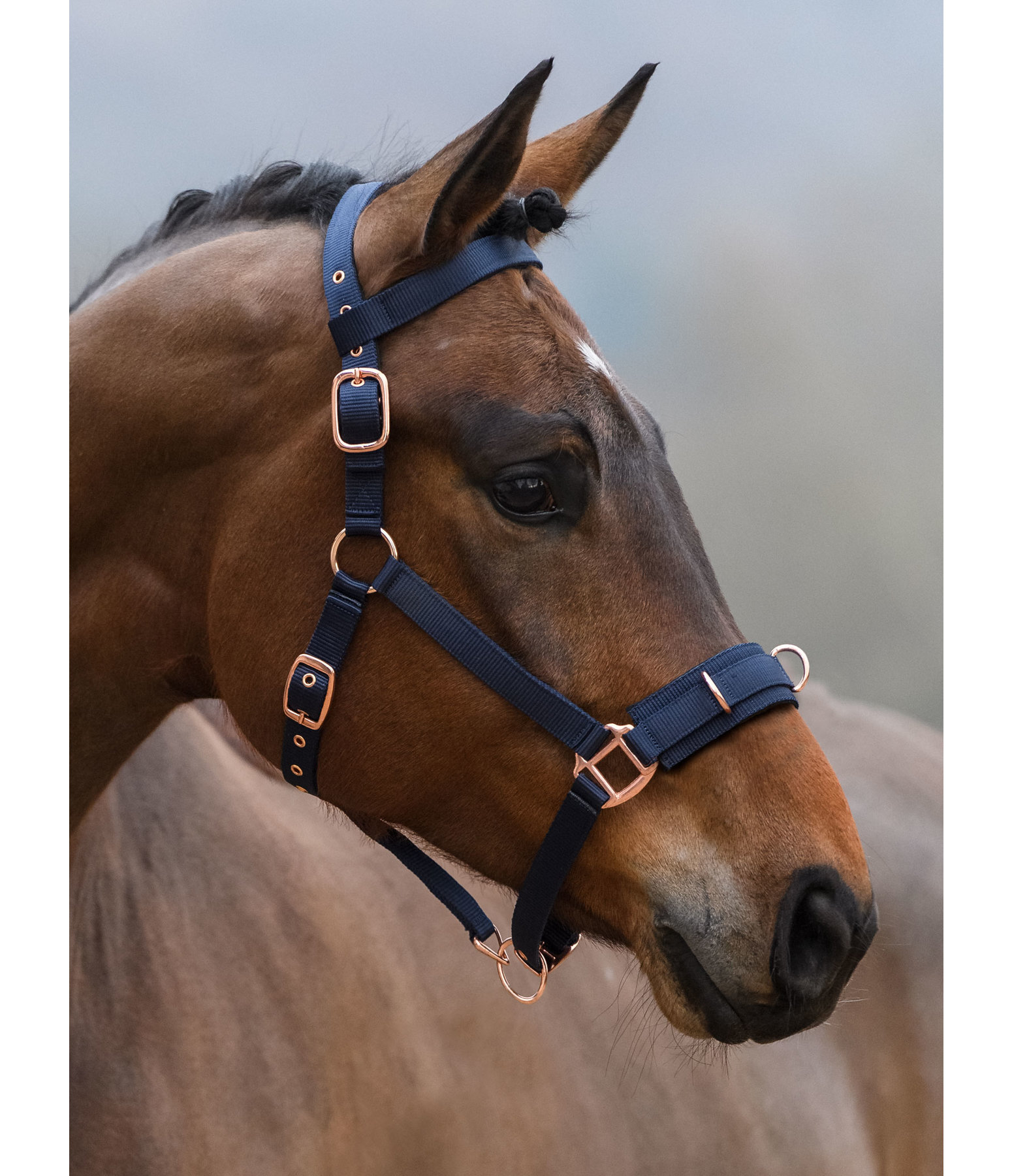 Lungeing Headcollar