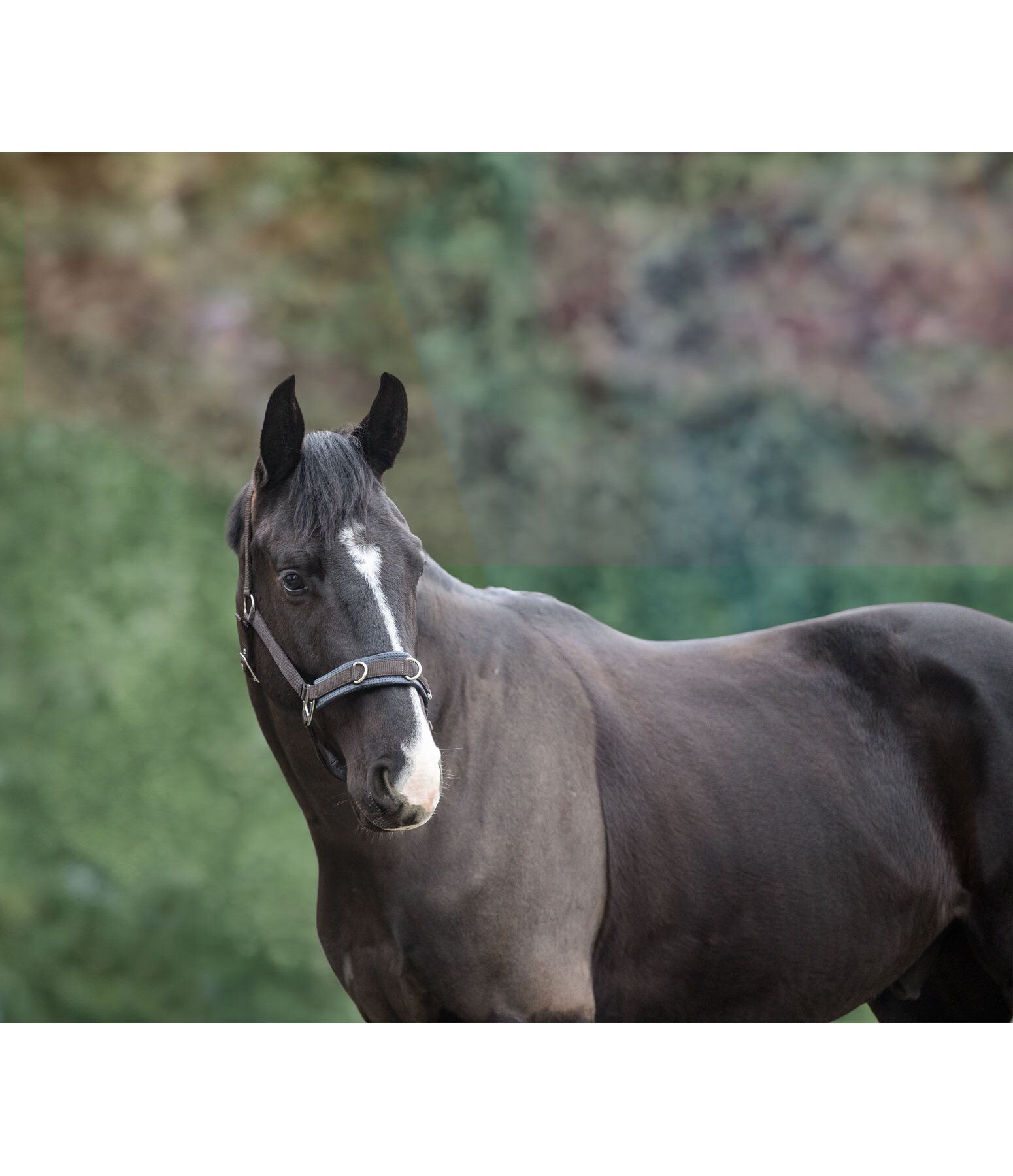 Lungeing Headcollar Freedom