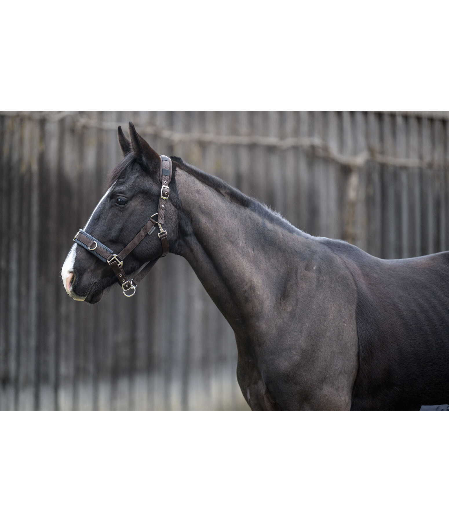 Lungeing Headcollar Freedom