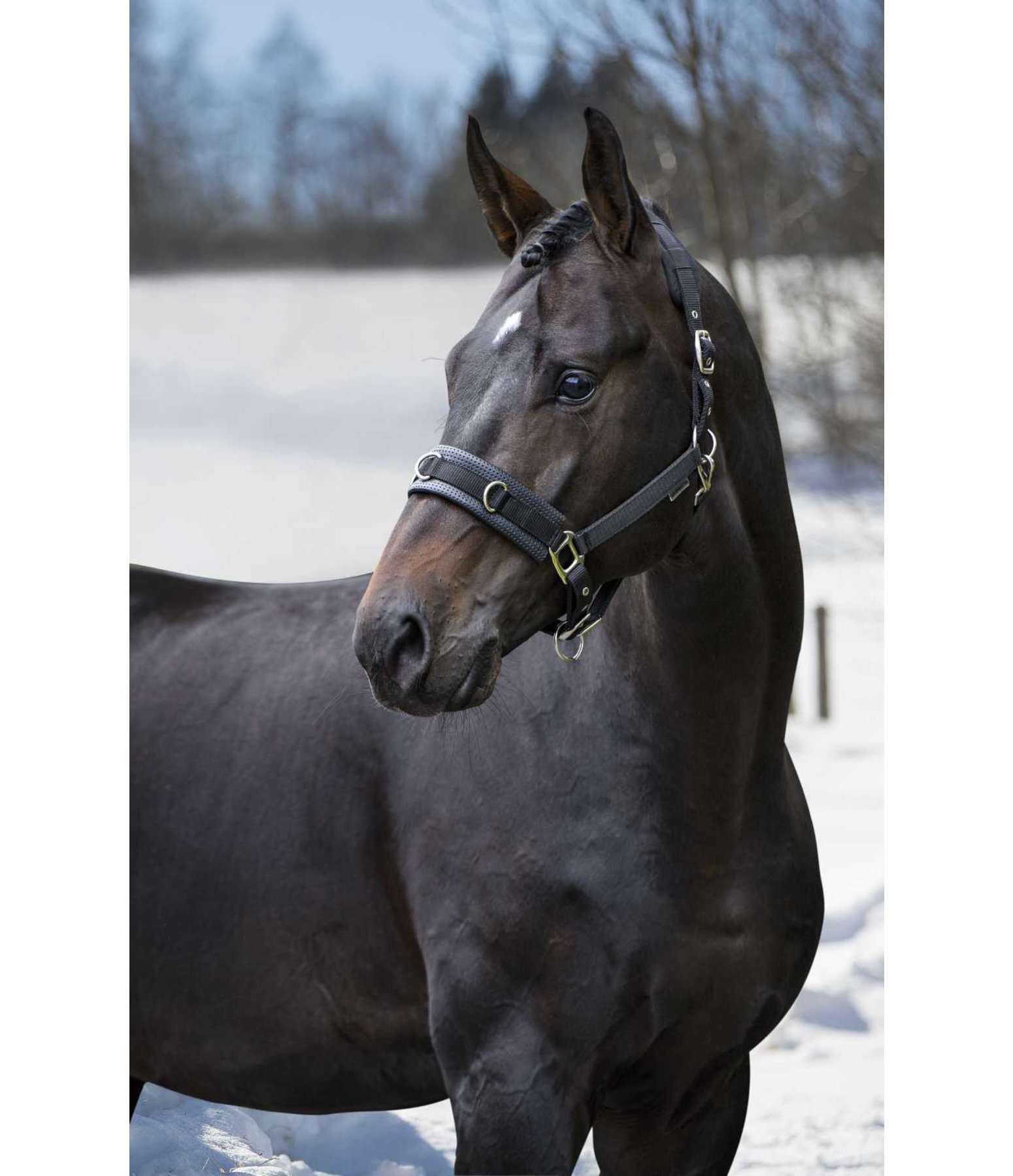 Lungeing Headcollar Freedom