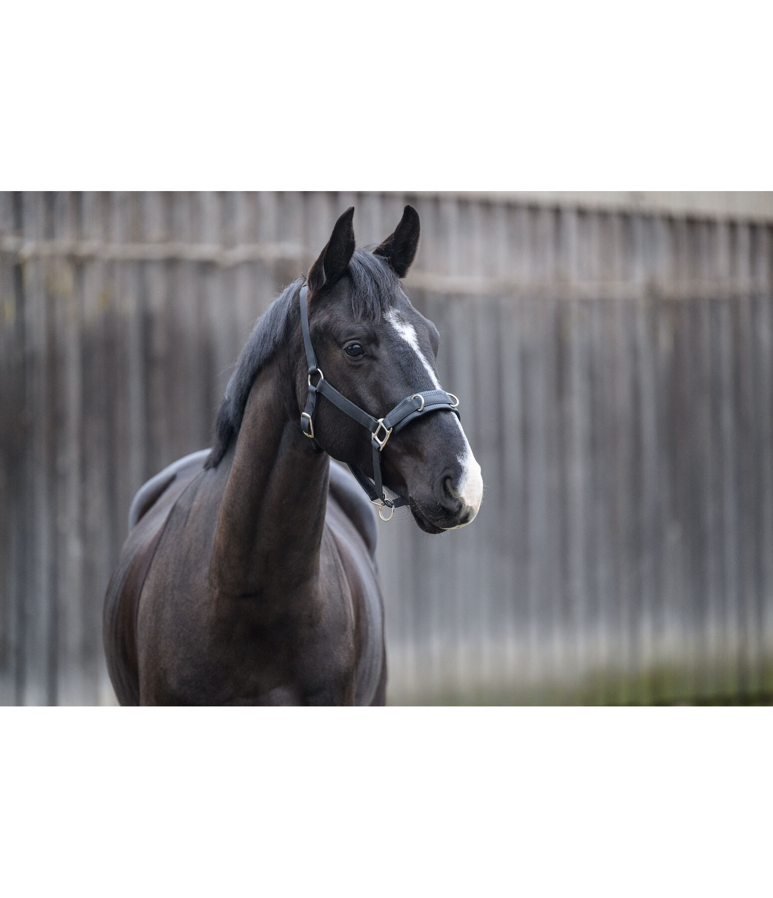 Lungeing Headcollar Solid