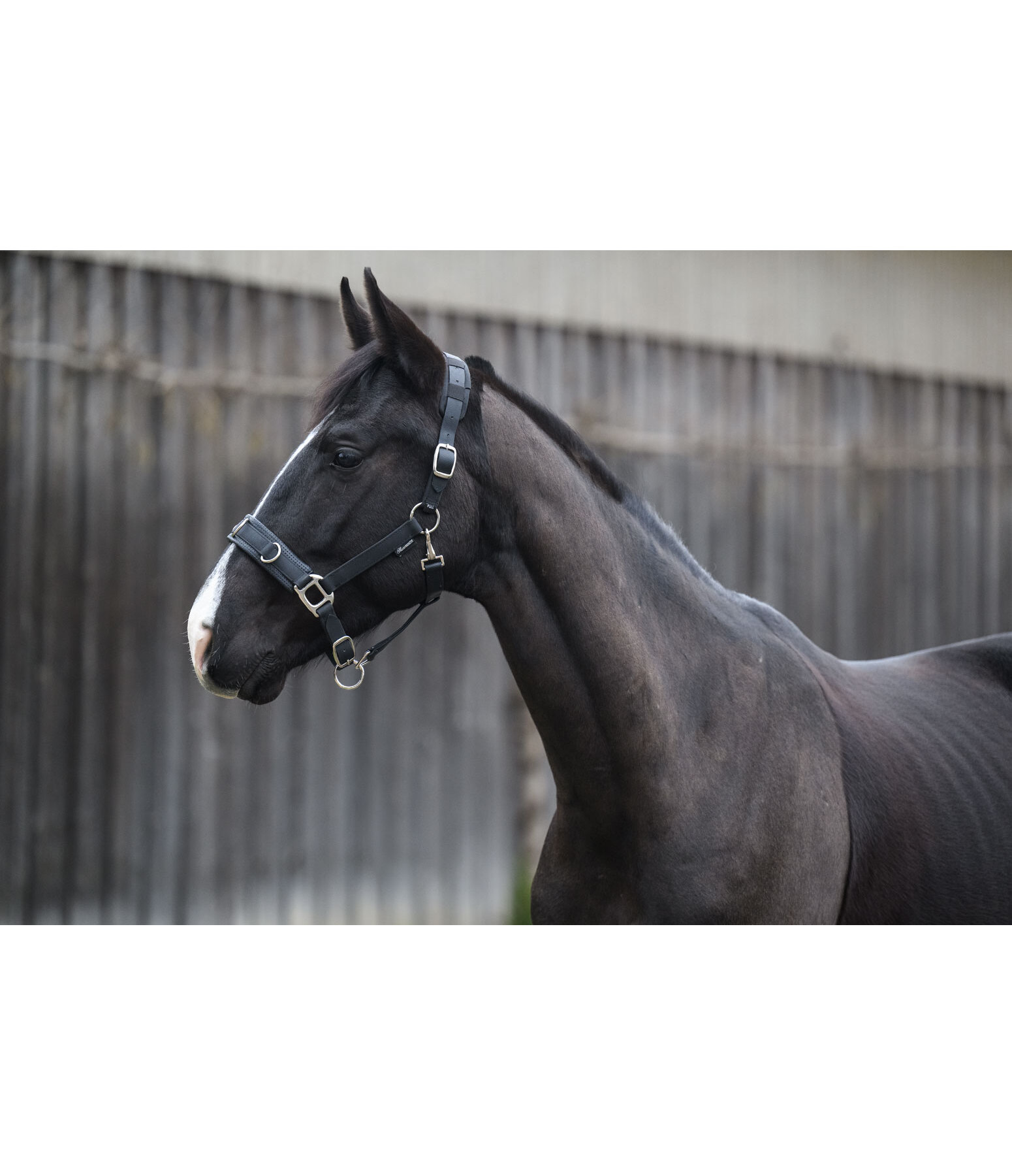 Lungeing Headcollar Solid