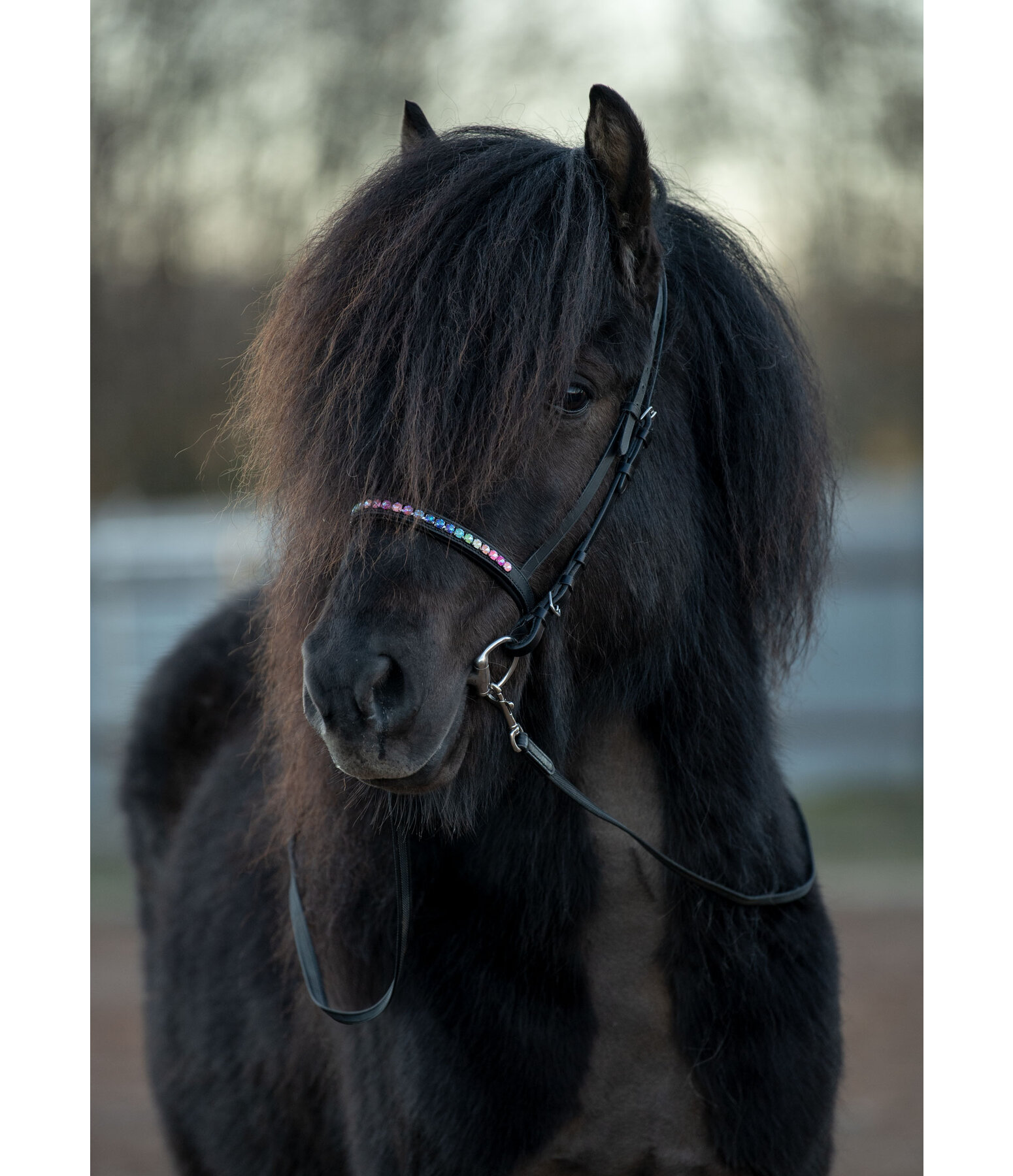 Flash Noseband Rainbow