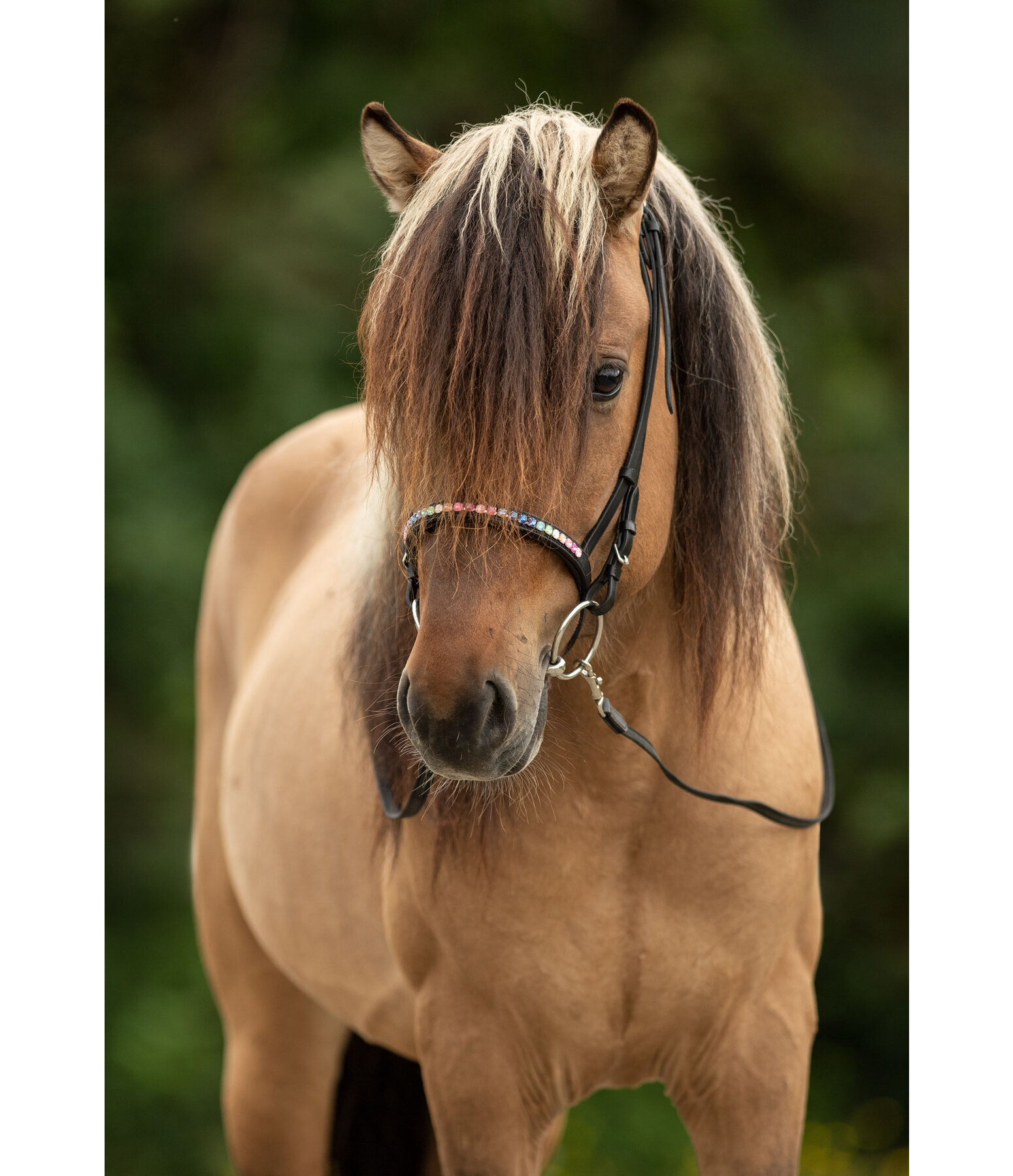 Flash Noseband Rainbow