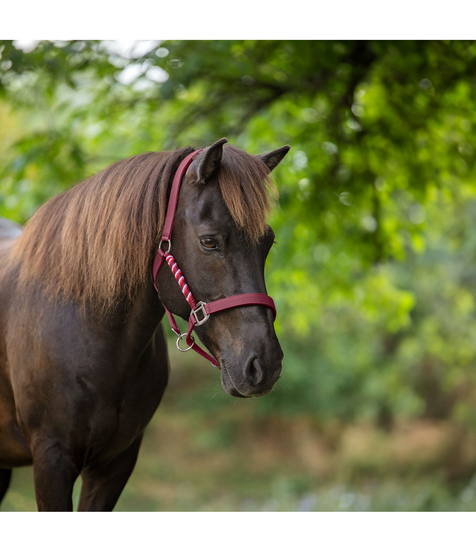 Headcollar Svs