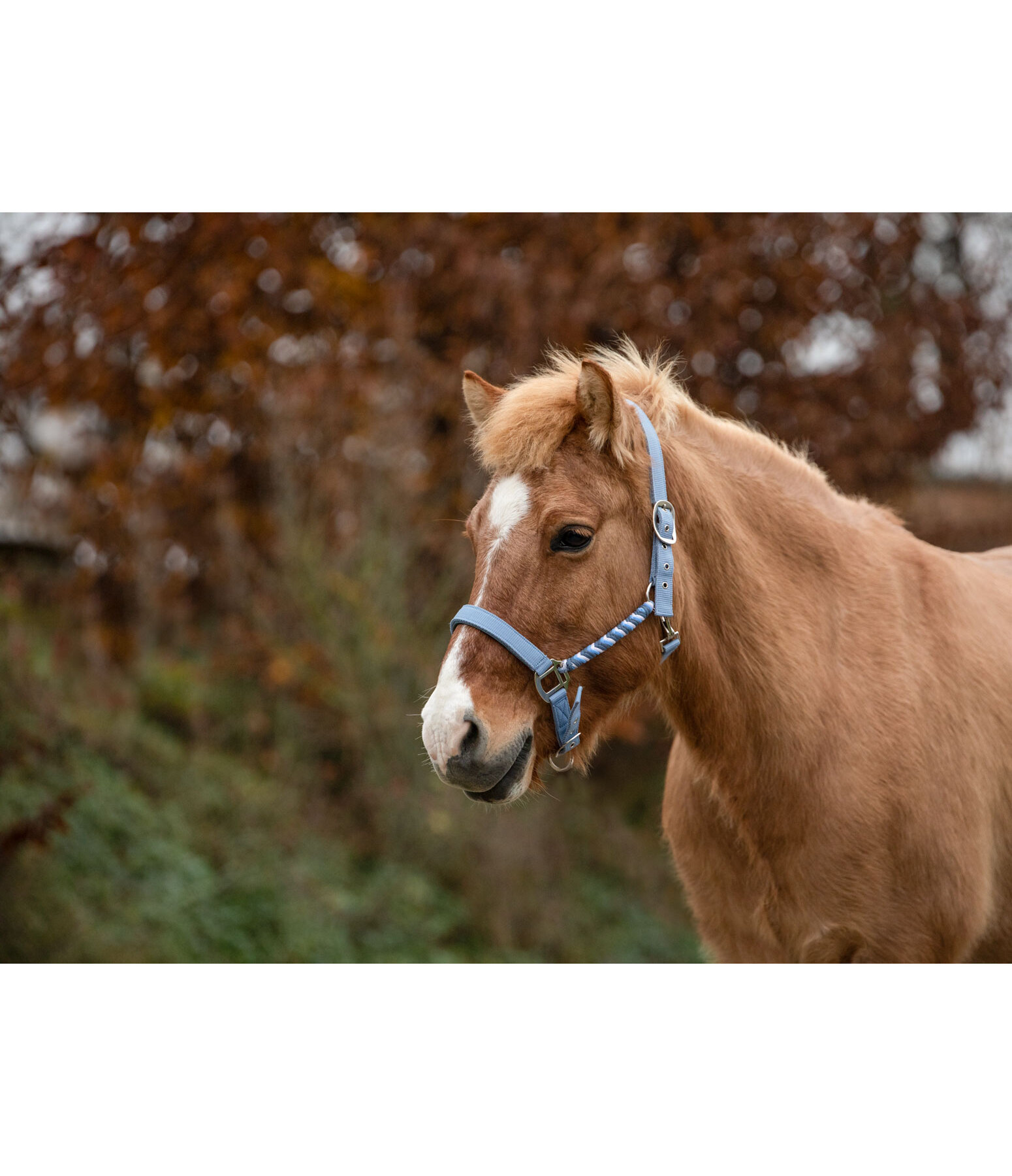 Headcollar Svs