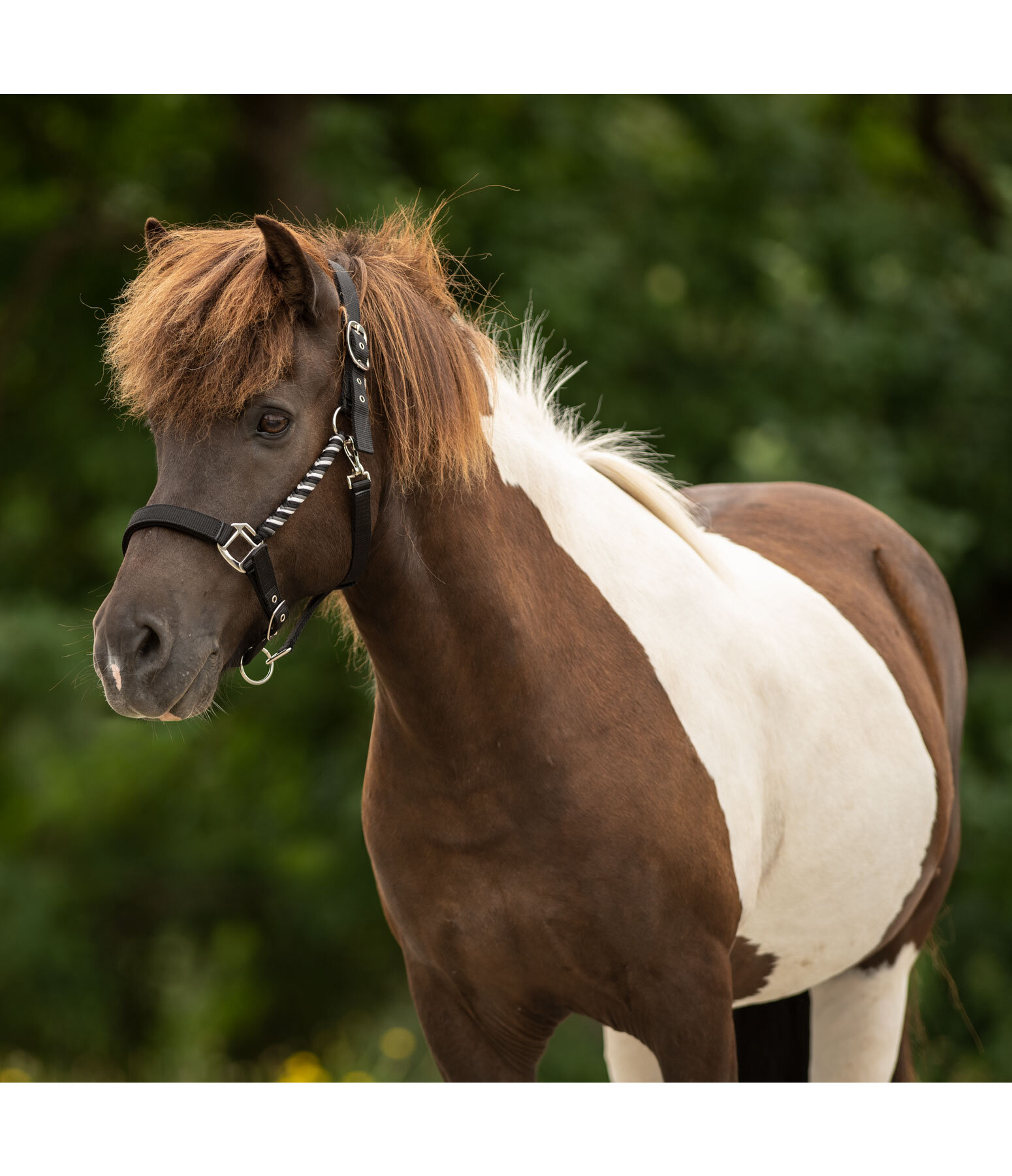 Headcollar Svs