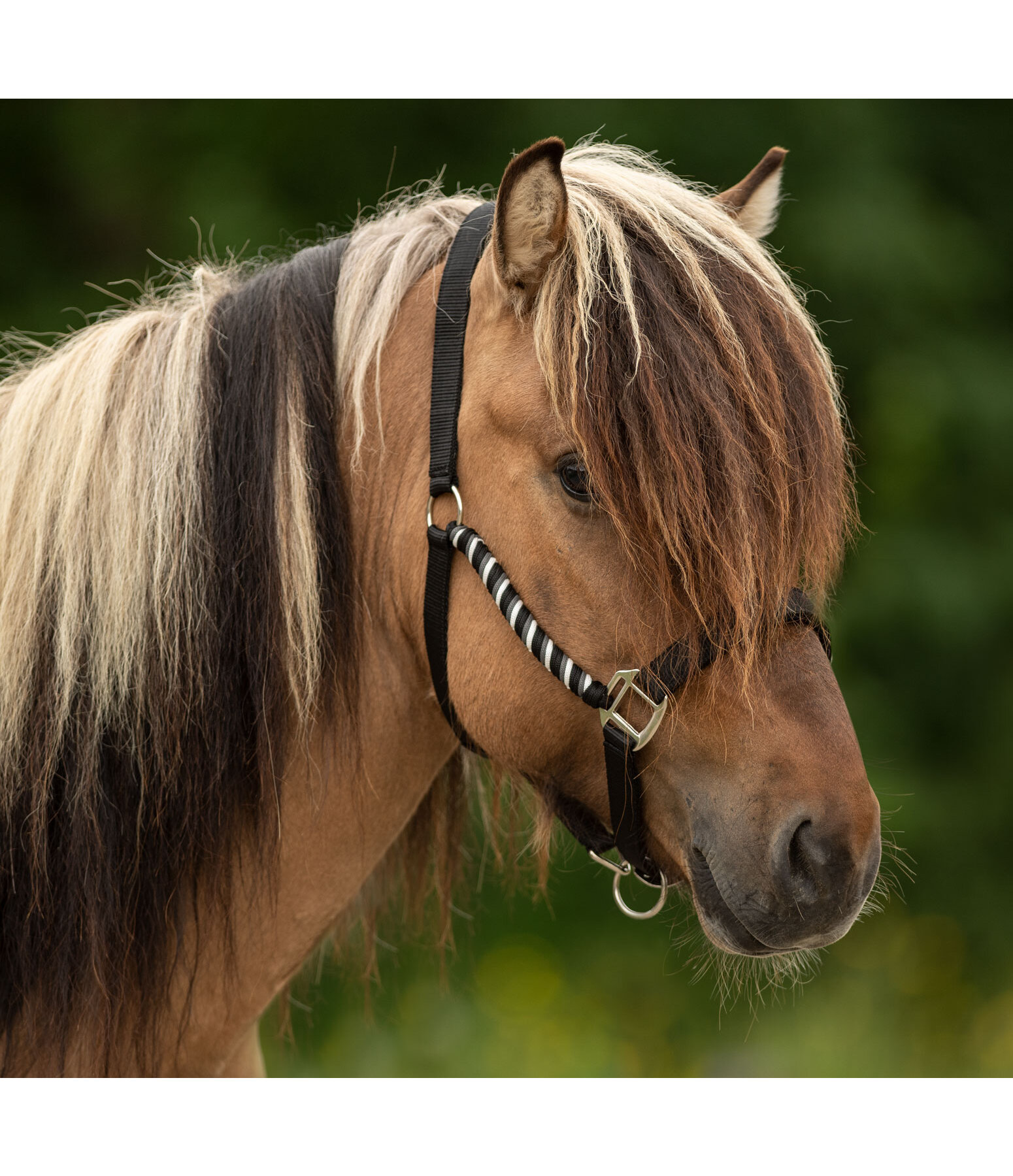 Headcollar Svs